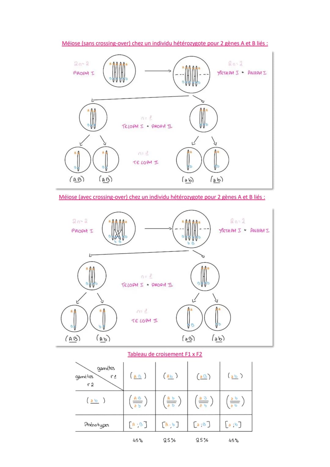# L'origine du génotype des individus

Comment la reproduction sexuée forme-t-elle des génomes individuels et contribue-t-elle à la
diversif