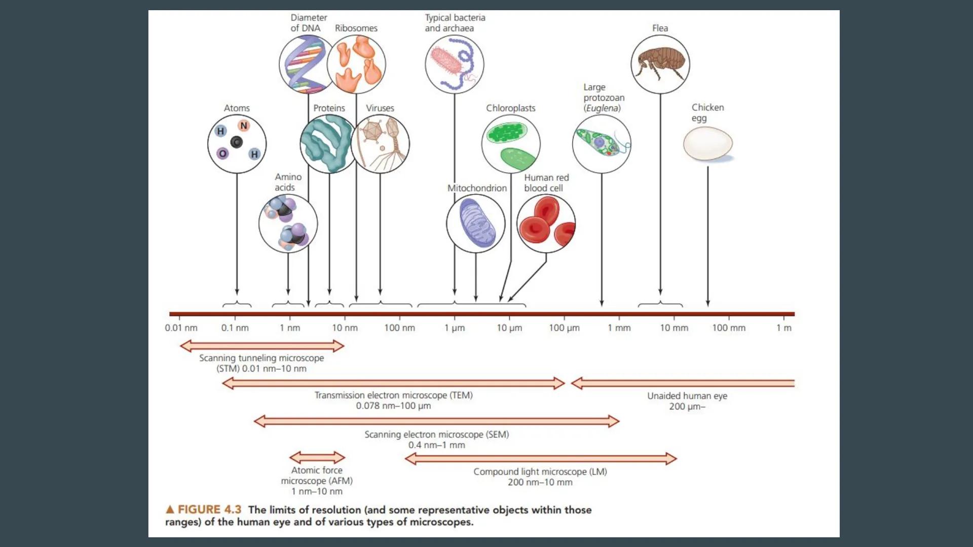 # Chapter 4: Microscopy, Staining, and Classification

... # Units of Measurement

Since microorganisms are small, and a unit of measure is 