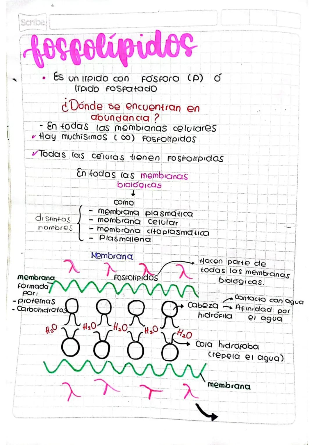 # lipidos

# compuestos

Es un lipido

Ácido Glicerol + Sustancia adicional/
graso componente adicional

Eniace como
Tipo ester 2

• Azúcar 