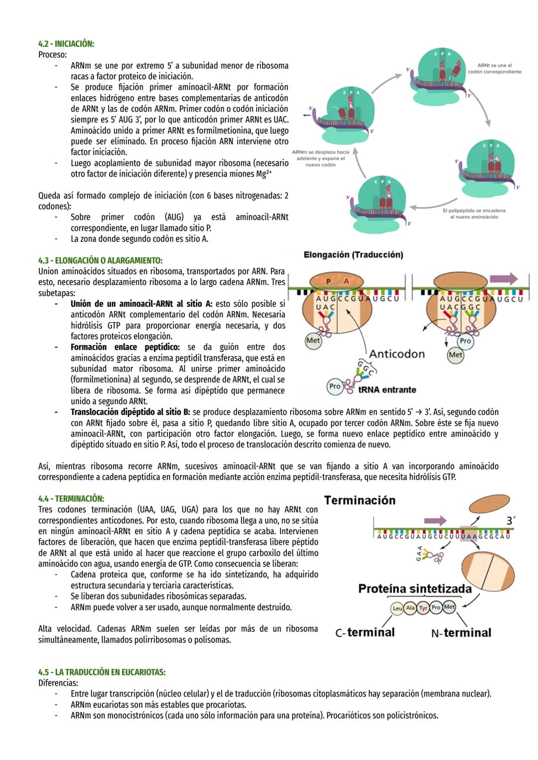 # TEMA 17 - EXPRESIÓN MENSAJE ADN:

1 - EL DOGMA CENTRAL DE LA BIOLOGÍA MOLECULAR:

Información genética célula es causa de síntesis proteín