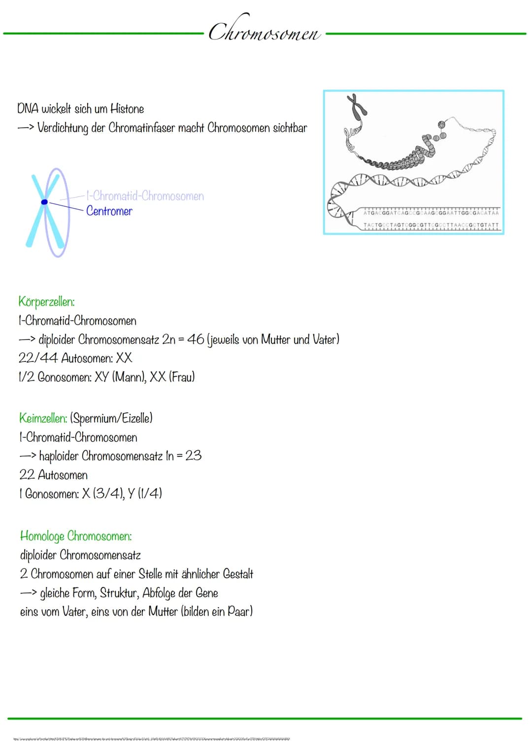 # Chromosomen

DNA wickelt sich um Histone
-> Verdichtung der Chromatinfaser macht Chromosomen sichtbar

-1-Chromatid-Chromosomen
Centromer
