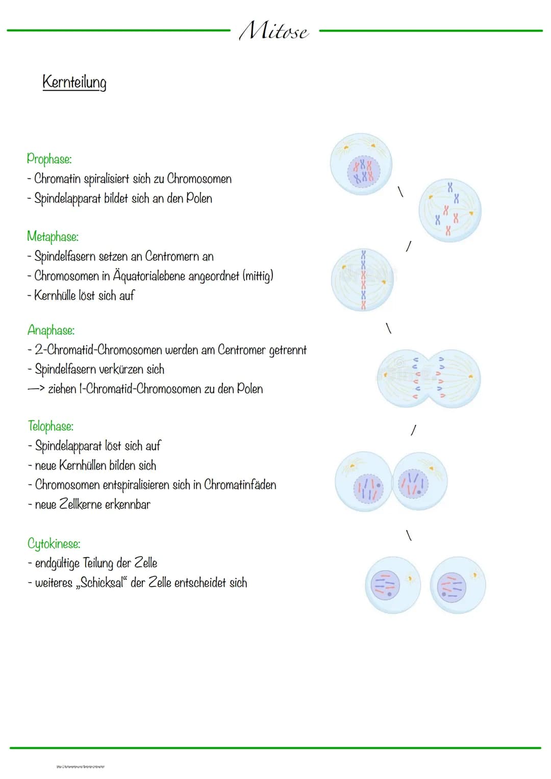 # Chromosomen

DNA wickelt sich um Histone
-> Verdichtung der Chromatinfaser macht Chromosomen sichtbar

-1-Chromatid-Chromosomen
Centromer
