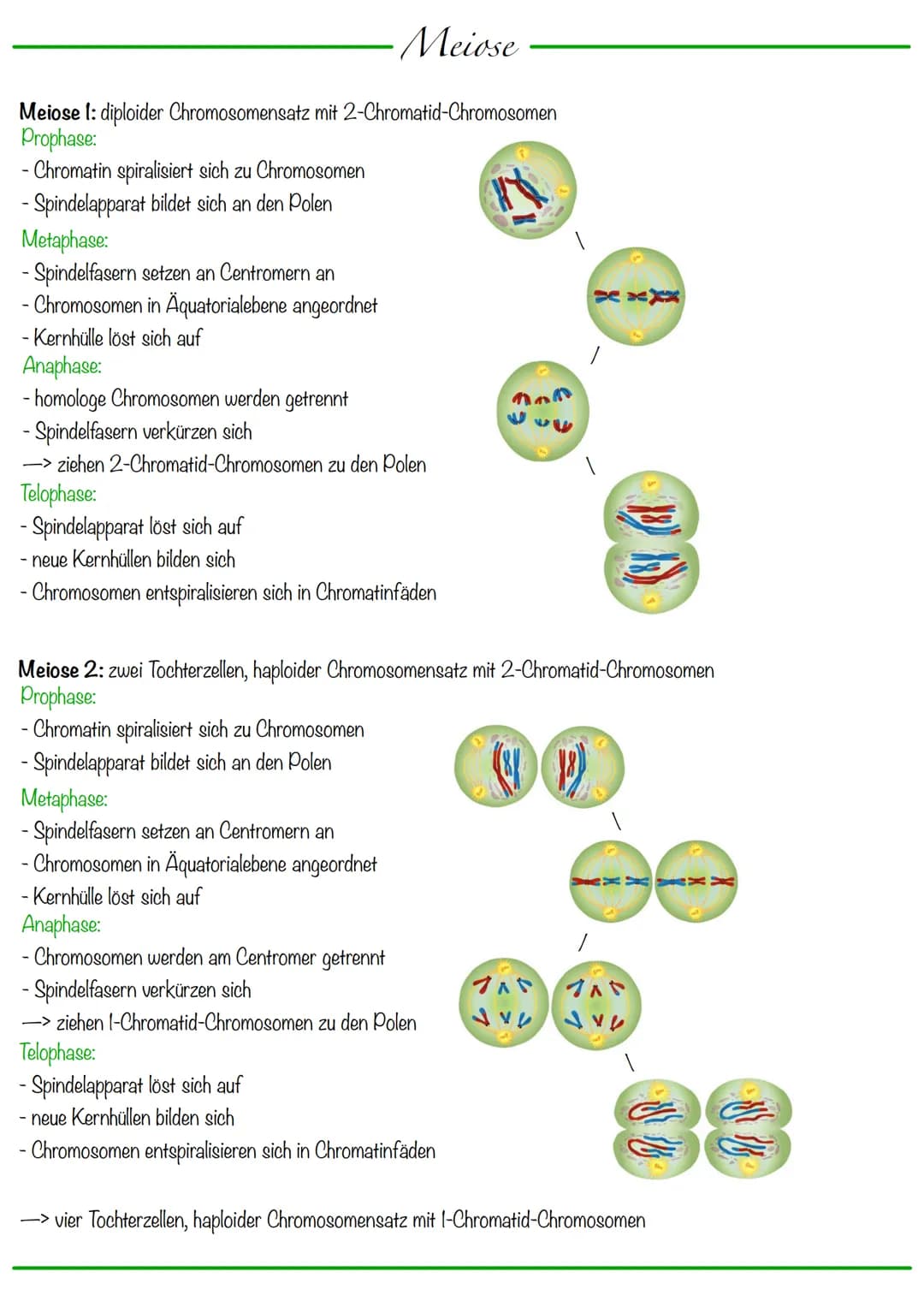 # Chromosomen

DNA wickelt sich um Histone
-> Verdichtung der Chromatinfaser macht Chromosomen sichtbar

-1-Chromatid-Chromosomen
Centromer
