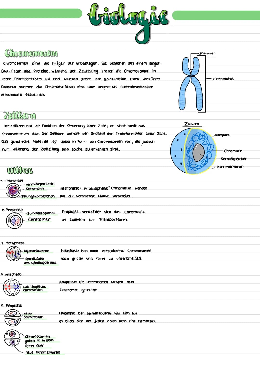 # bidagie

# Chromamosom

Chromosomen sind die Träger der Erbanlagen. Sie bestenen aus einem langen
DNA-Faden und Proteine. Während der Zell