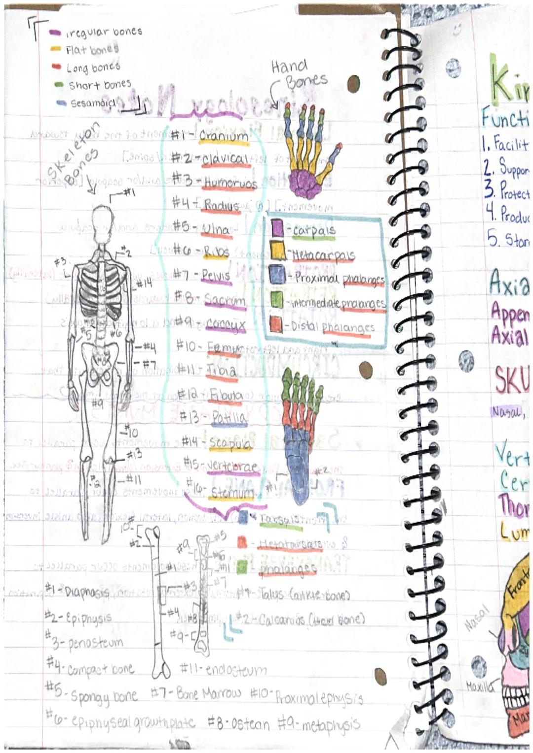 Directional Terms
# Kinesiology Notes

**Anatomical Position:** The standard position of the
body in the study of anatomy from which all dir