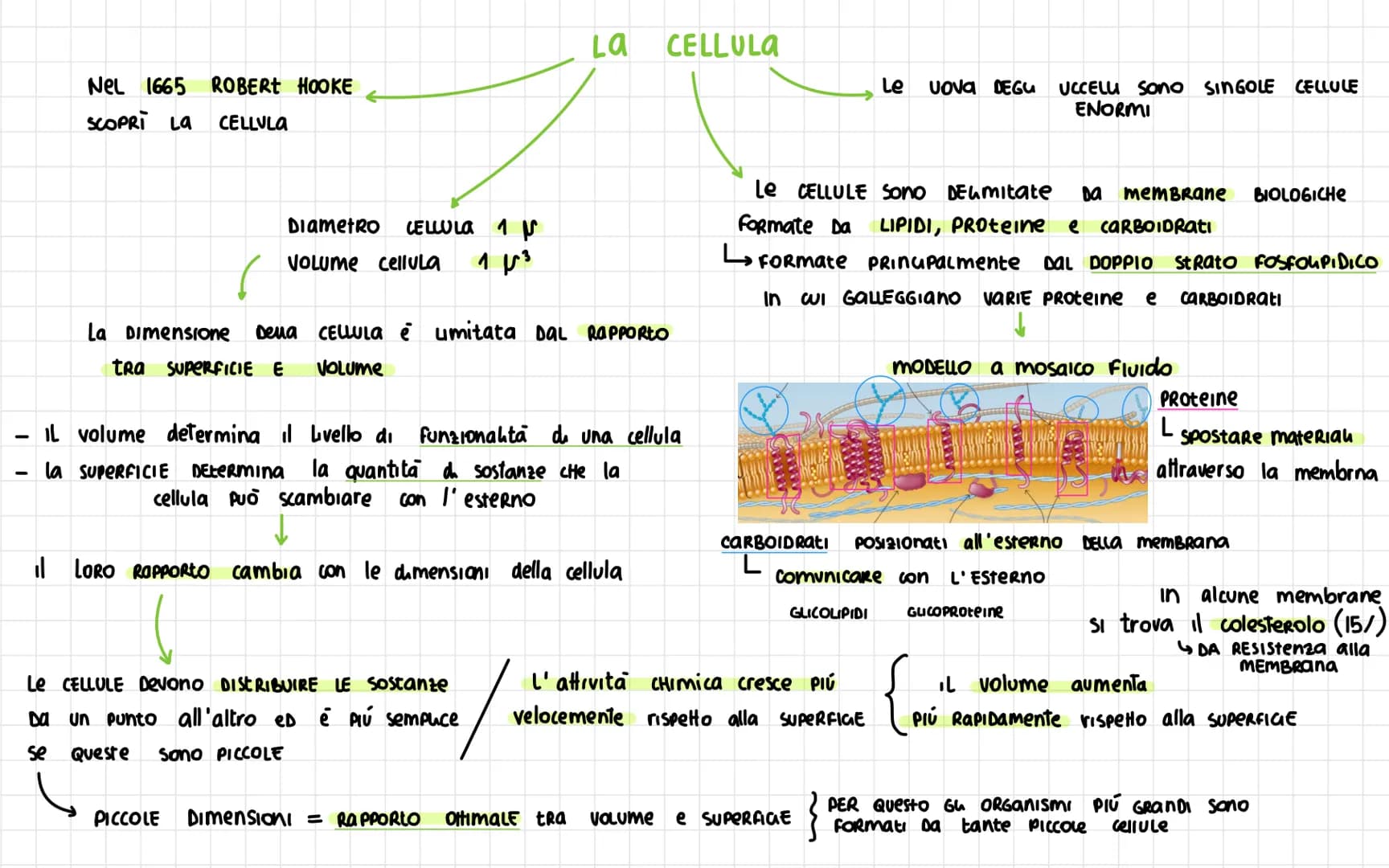 # LA CELLULA

Nel 1665 ROBERT HOOKE
SCOPRI LA CELLULA

Le vova DEGU UCCELU Sono SINGOLE CELLULE
ENORMI

DIAMETRO CELLULA 1 $\nu$
Volume cell