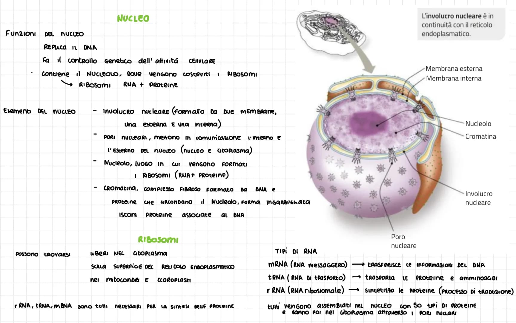 # LA CELLULA

Nel 1665 ROBERT HOOKE
SCOPRI LA CELLULA

Le vova DEGU UCCELU Sono SINGOLE CELLULE
ENORMI

DIAMETRO CELLULA 1 $\nu$
Volume cell