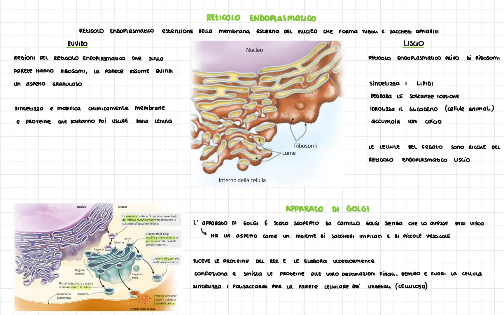 # LA CELLULA

Nel 1665 ROBERT HOOKE
SCOPRI LA CELLULA

Le vova DEGU UCCELU Sono SINGOLE CELLULE
ENORMI

DIAMETRO CELLULA 1 $\nu$
Volume cell