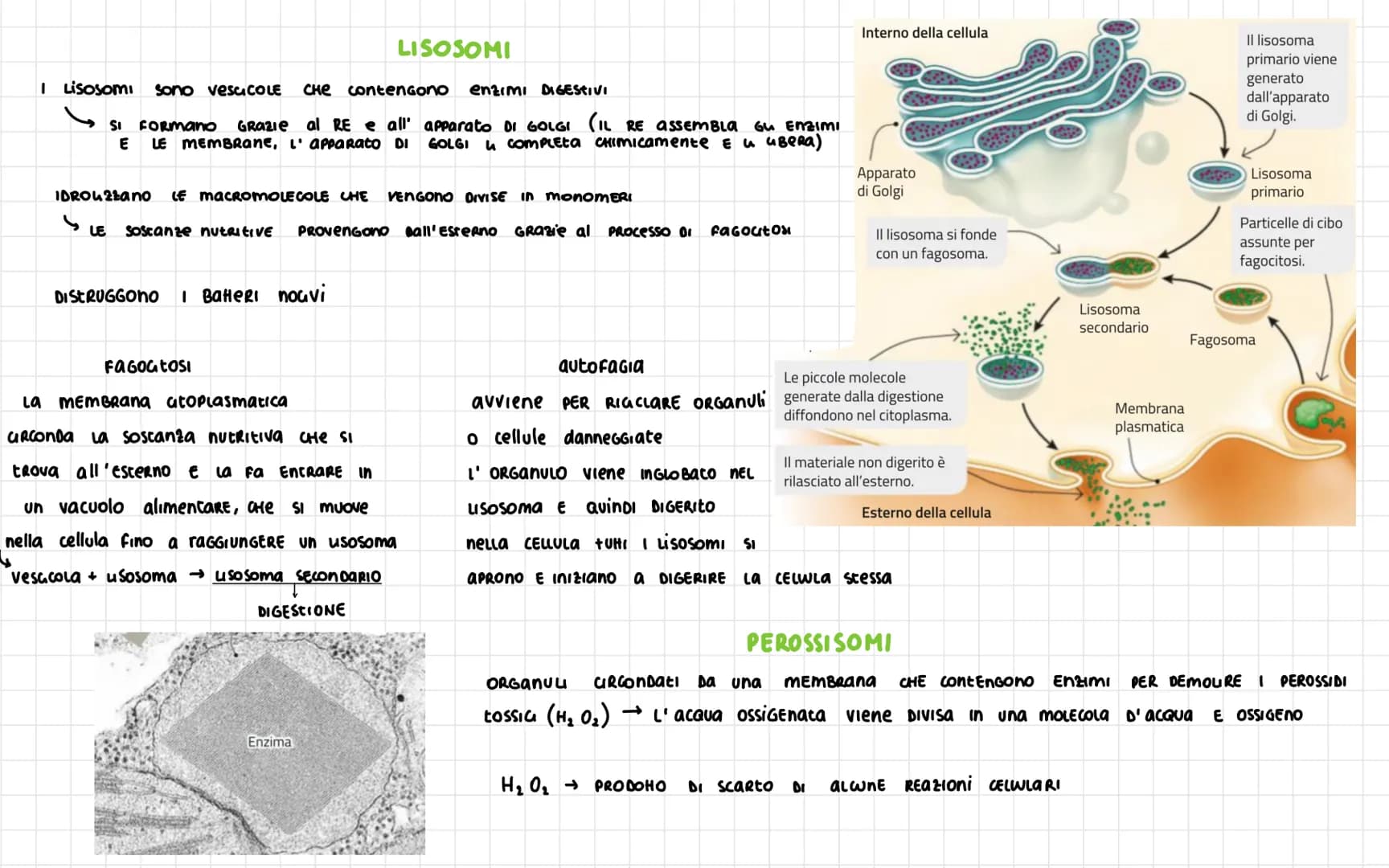 # LA CELLULA

Nel 1665 ROBERT HOOKE
SCOPRI LA CELLULA

Le vova DEGU UCCELU Sono SINGOLE CELLULE
ENORMI

DIAMETRO CELLULA 1 $\nu$
Volume cell