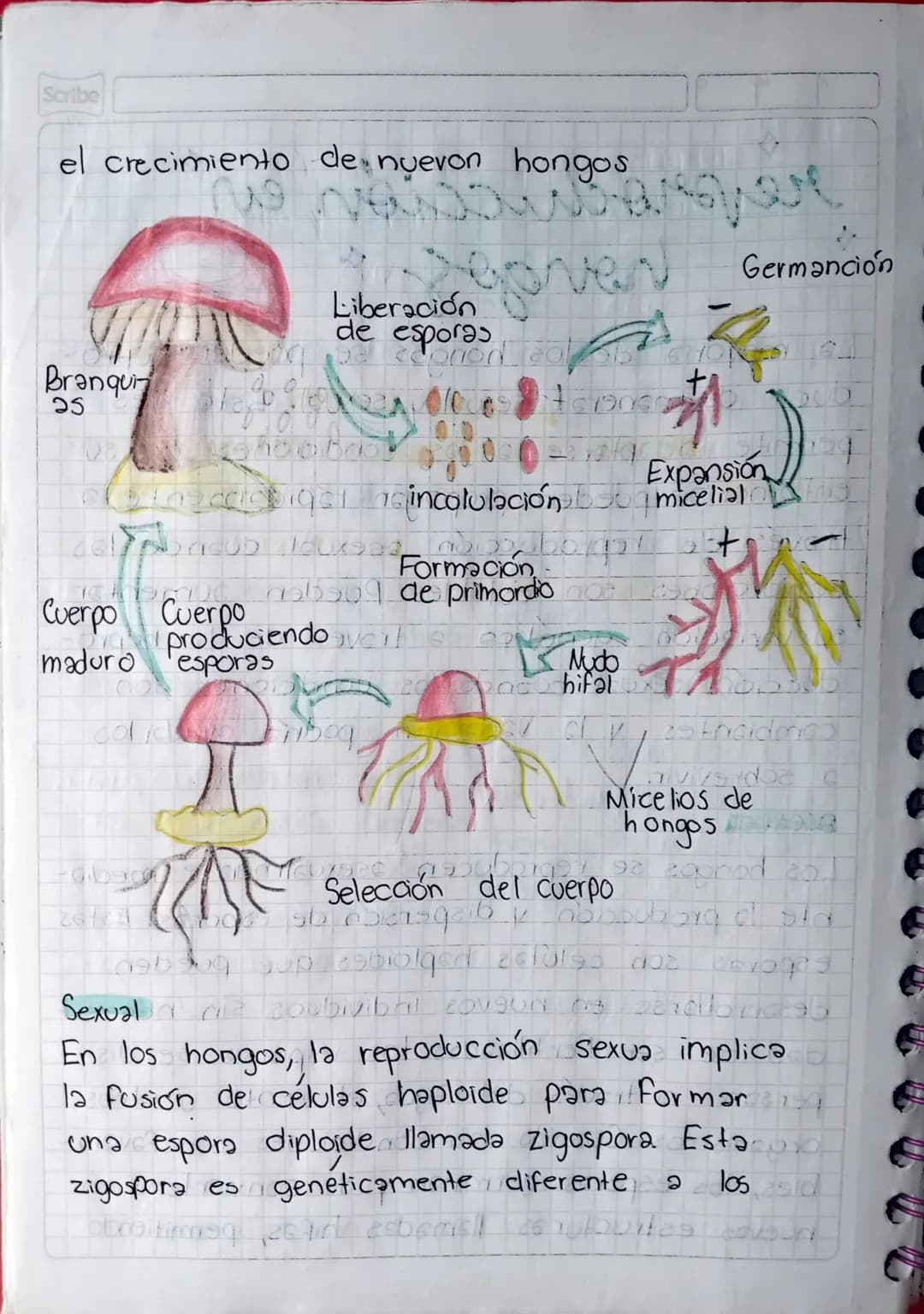 27000/23-3/Oct/23 Mateng: Biologia"
Scribe
# reproduccion
* en seres vivos
No se pueden reproducir
diferentes especies,
debido a que no tien
