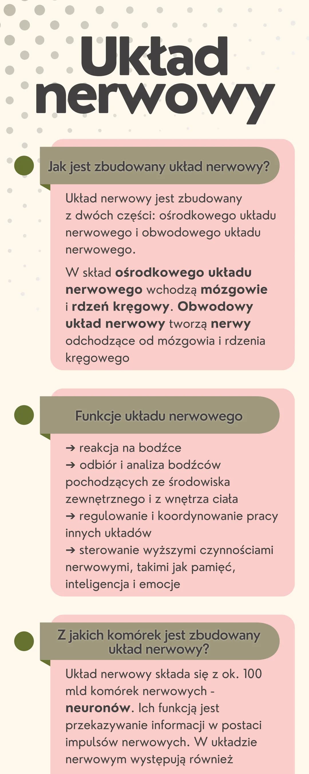 # Układ
nerwowy

Jak jest zbudowany układ nerwowy?

Układ nerwowy jest zbudowany
z dwóch części: ośrodkowego układu
nerwowego i obwodowego u