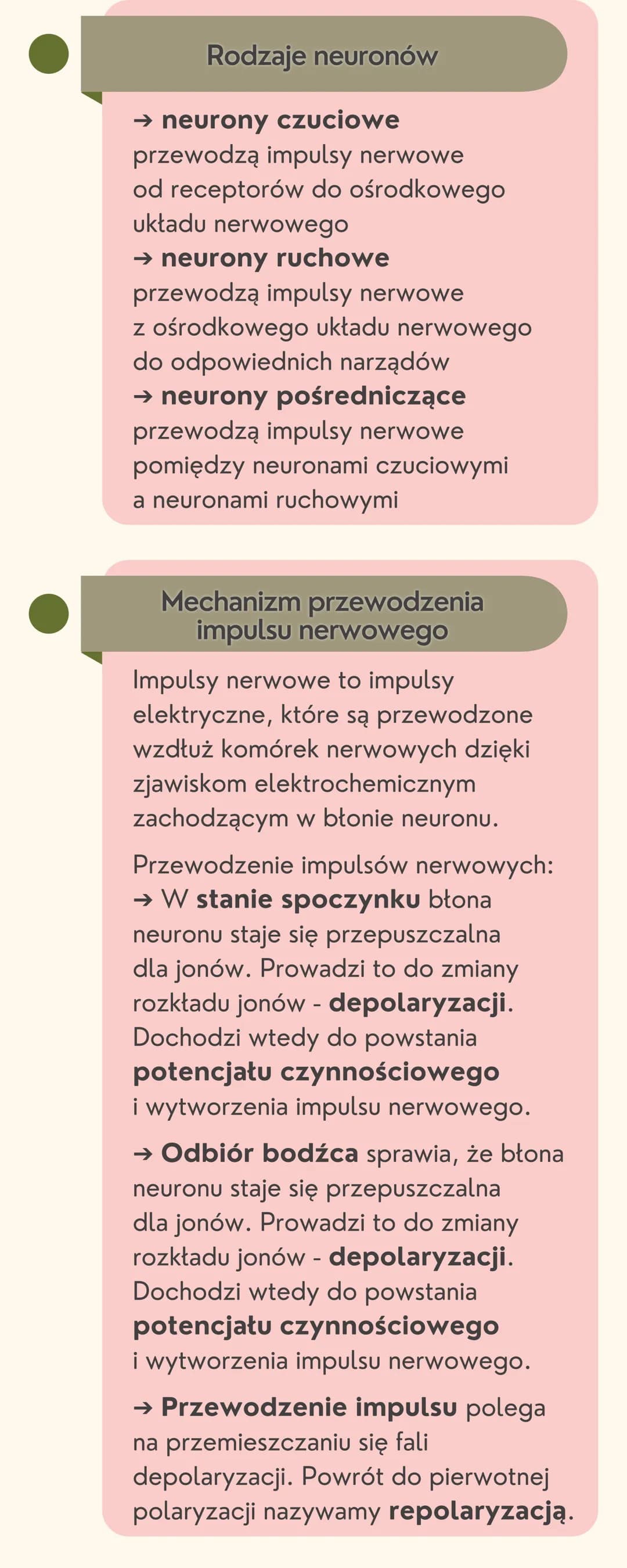 # Układ
nerwowy

Jak jest zbudowany układ nerwowy?

Układ nerwowy jest zbudowany
z dwóch części: ośrodkowego układu
nerwowego i obwodowego u