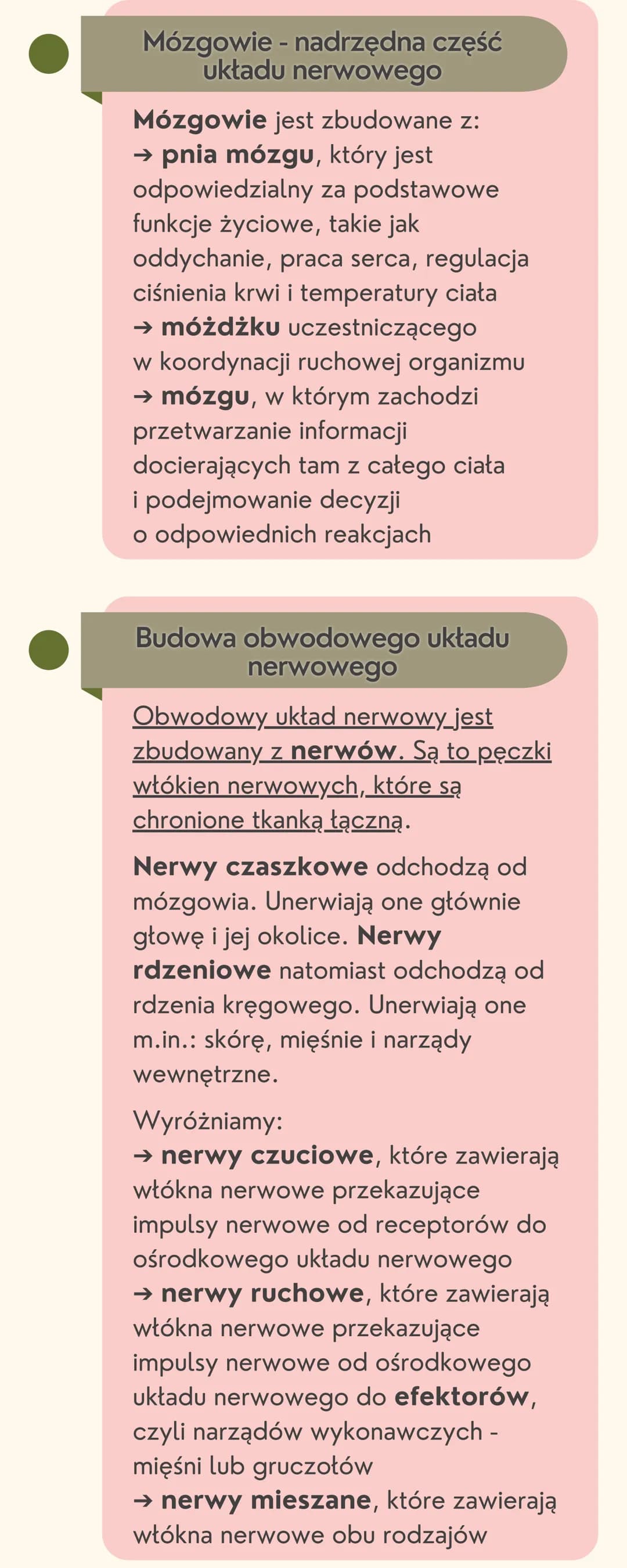# Układ
nerwowy

Jak jest zbudowany układ nerwowy?

Układ nerwowy jest zbudowany
z dwóch części: ośrodkowego układu
nerwowego i obwodowego u