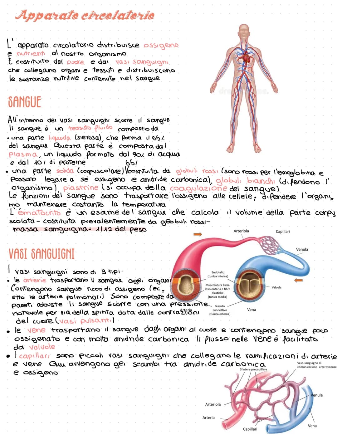 # Apparato circolatorio

L'apparato circolatorio distribuisce ossigeno
e nutrienti al nostro organismo
È costituito dal cuore e dai vasi san