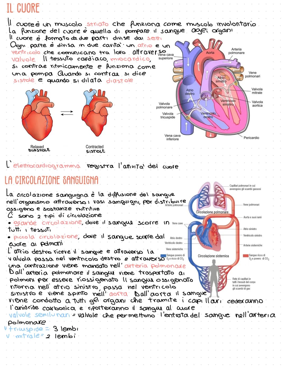 # Apparato circolatorio

L'apparato circolatorio distribuisce ossigeno
e nutrienti al nostro organismo
È costituito dal cuore e dai vasi san