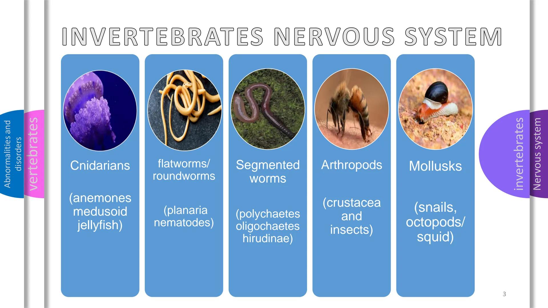 - Abnormalities and disorders
- vertebrates
- invertebrates
- Nervous system

NERVOUS
SYSTEM Abnormalities and
disorders
vertebrates
i