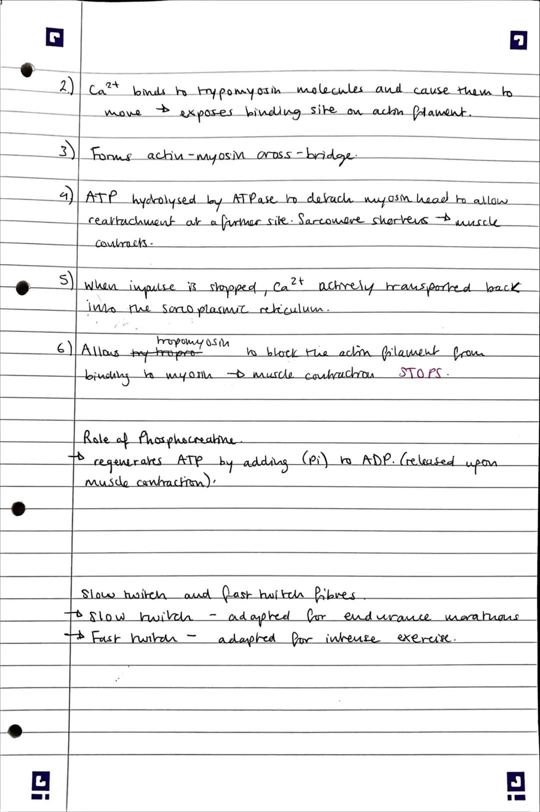 2.) Ca2+ binds to trypomyosin molecules and cause them to
move $\rightarrow$ exposes binding site on achin filament.

3) Forms actin-myosin 