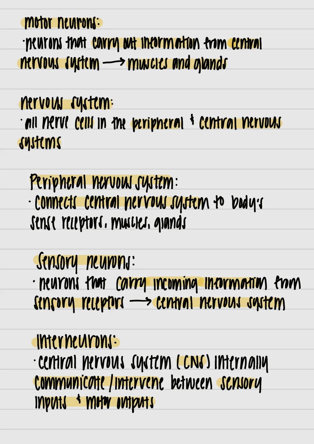 motor neurons:
- neurons that carry out information from central
 nervous system muncies and glands



nervous system:
- all nerve cells in 