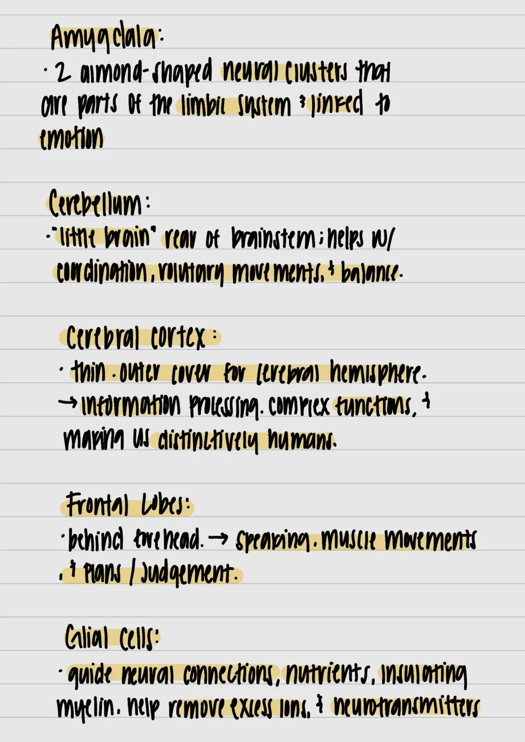motor neurons:
- neurons that carry out information from central
 nervous system muncies and glands



nervous system:
- all nerve cells in 