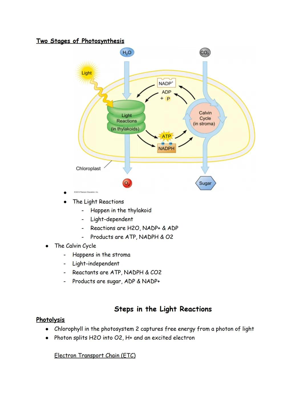 Nov 14, 2022

Photosynthesis
*   Over 450 million years ago
*   Two forms of reactions
    *   Light independent
    *   Light-dependent
*  
