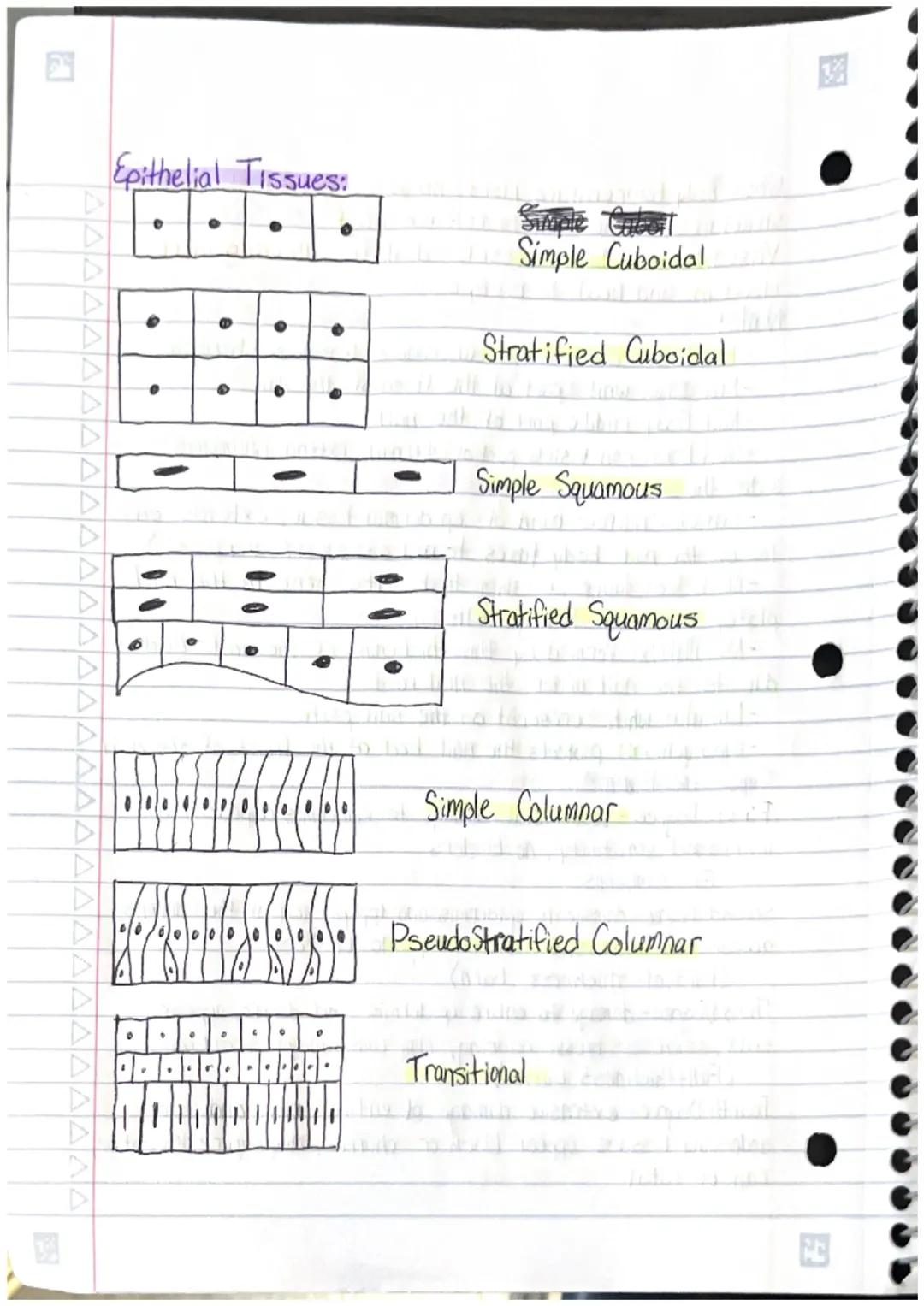 # Unit 4 Study Guide
Main layers of the skina
*   Epidermis- outermost layer
    -protects the body, keeps the body hydrated, produces
    n