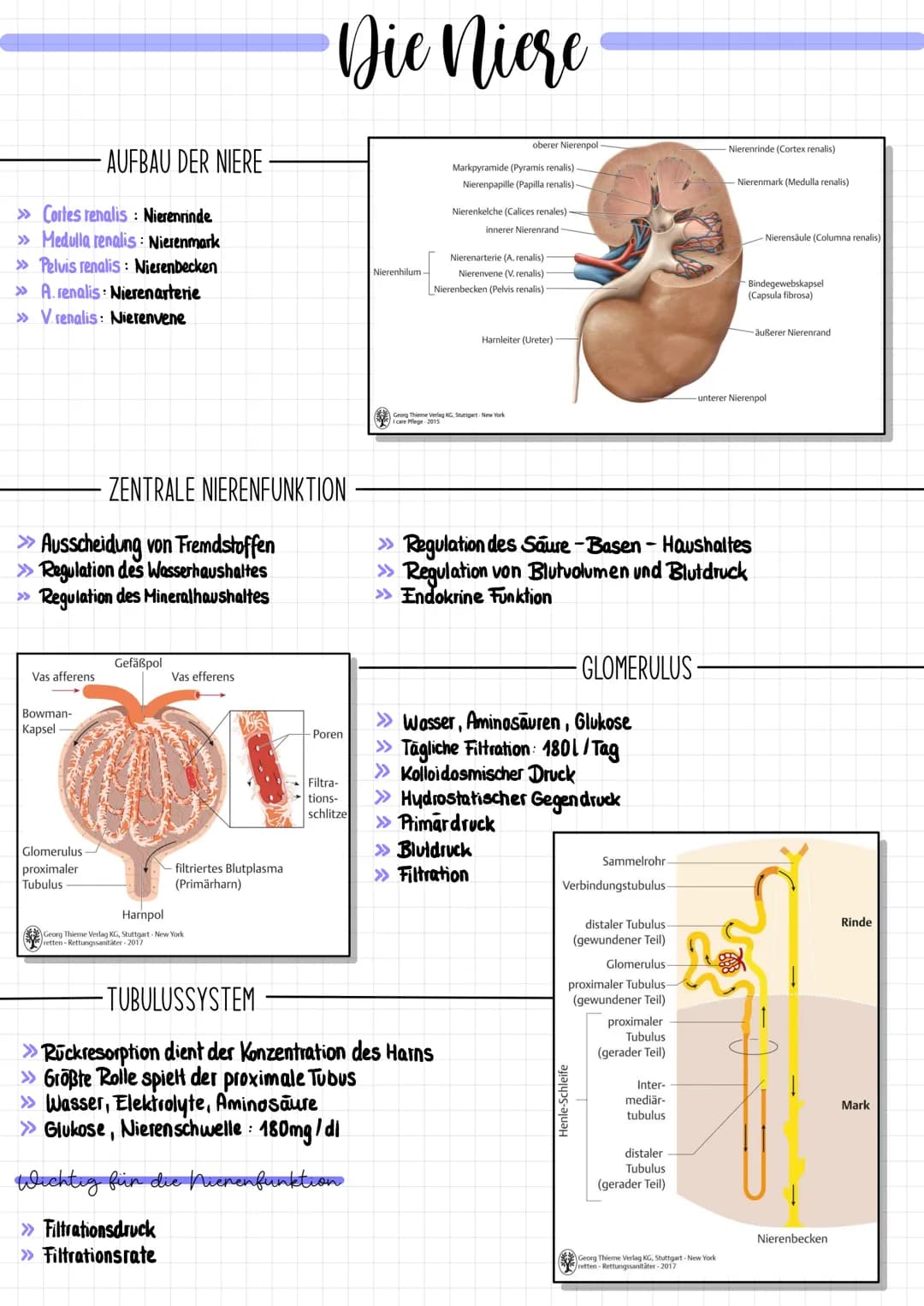 # Die Niere

AUFBAU DER NIERE
>>> Cortes renalis: Nierenrinde
>> Medulla renalis: Nierenmark
>> Pelvis renalis: Nierenbecken
>>> A. renalis:
