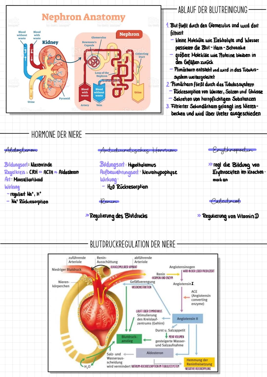 # Die Niere

AUFBAU DER NIERE
>>> Cortes renalis: Nierenrinde
>> Medulla renalis: Nierenmark
>> Pelvis renalis: Nierenbecken
>>> A. renalis: