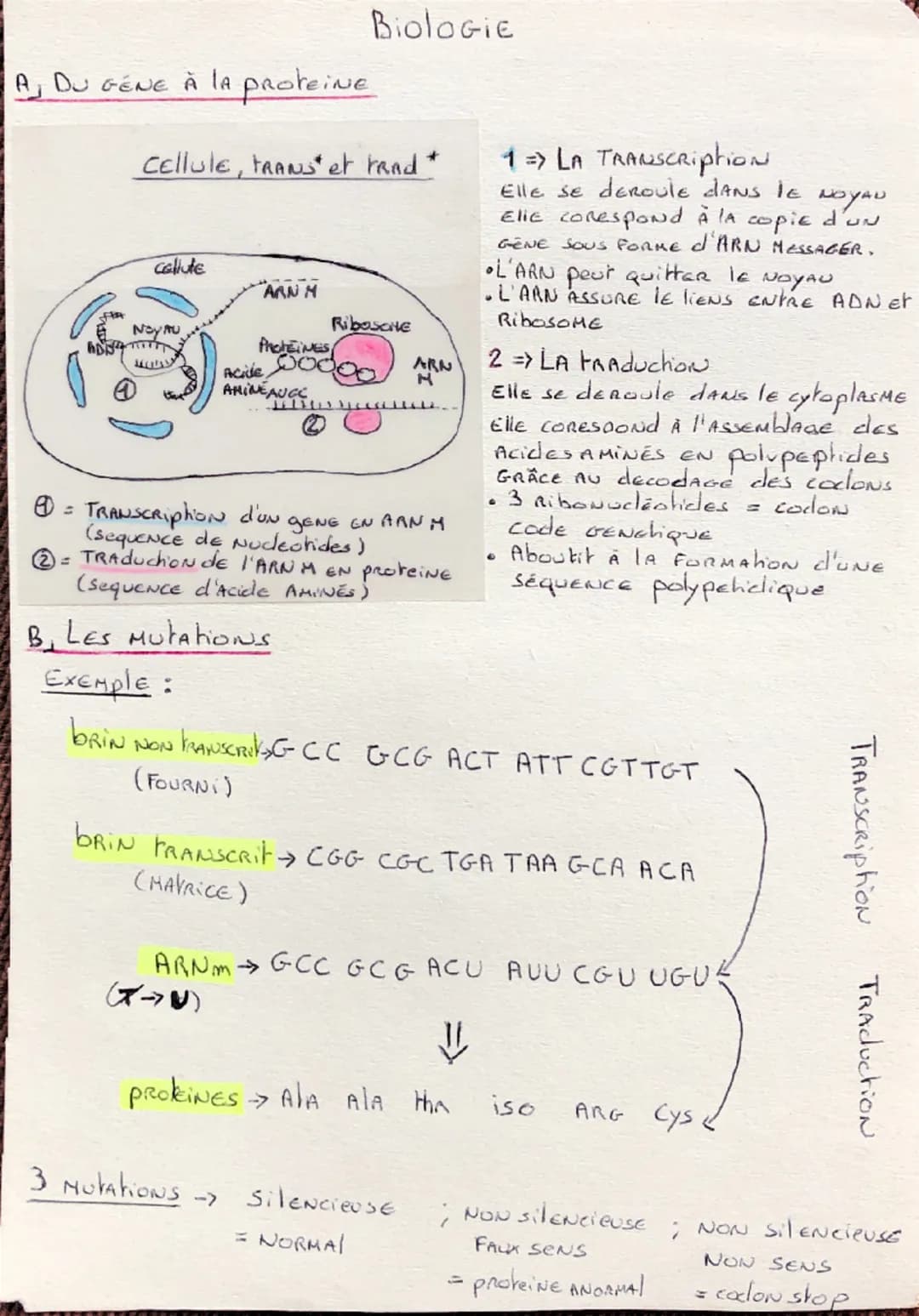 # Biologie

AJ DU GENE À LA Proteine

Cellule, FRANs et rand *

callute

ΑΛΝ Μ

Noy Au

Ribosone

ProteinES

Acile 20000 AR사

AMINE AUCC

②
