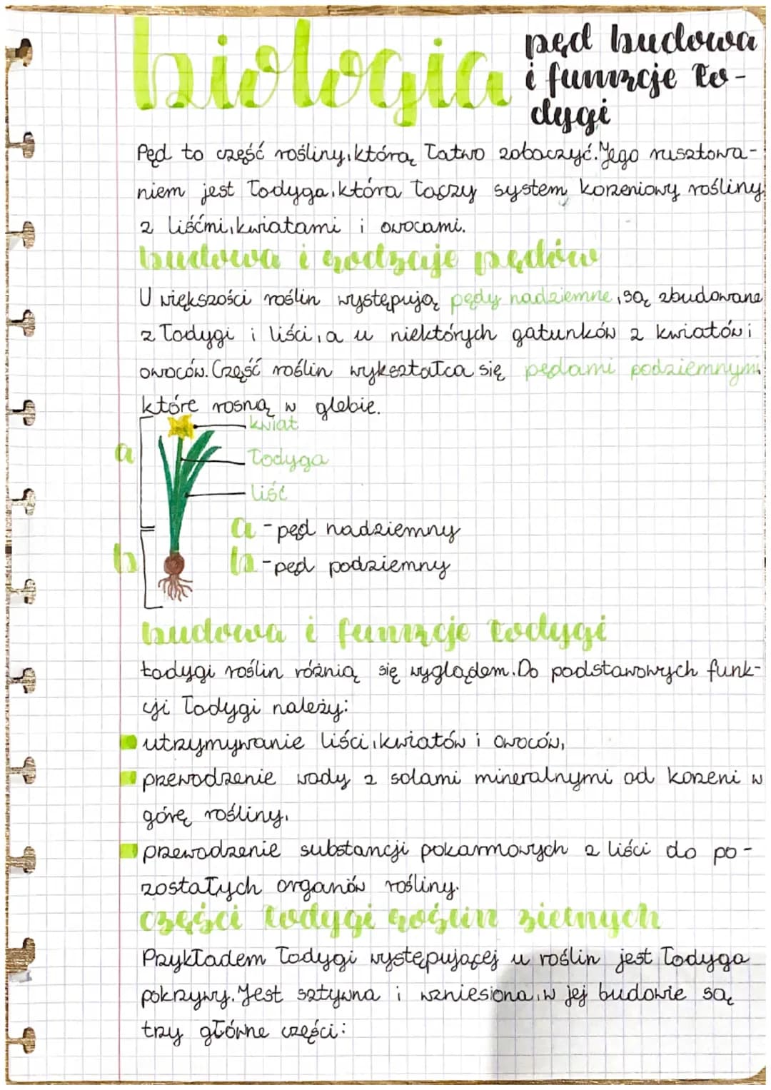 + 
# biologia
## pęd budowa
## i funzcje to-
## dygi

Pęd to część rośliny, która Tatwo zobaczyć. Jego rusztowa-
niem jest Todyga, która tas