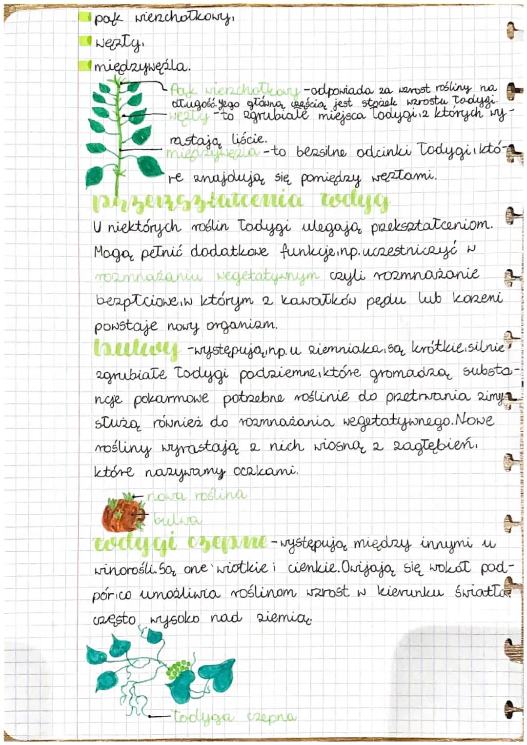 + 
# biologia
## pęd budowa
## i funzcje to-
## dygi

Pęd to część rośliny, która Tatwo zobaczyć. Jego rusztowa-
niem jest Todyga, która tas