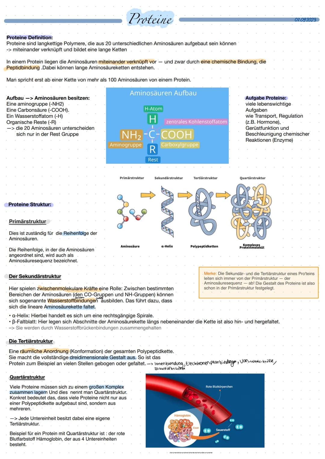 # Proteine

01.09.2023

Proteine Definition:
Proteine sind langkettige Polymere, die aus 20 unterschiedlichen Aminosäuren aufgebaut sein kön