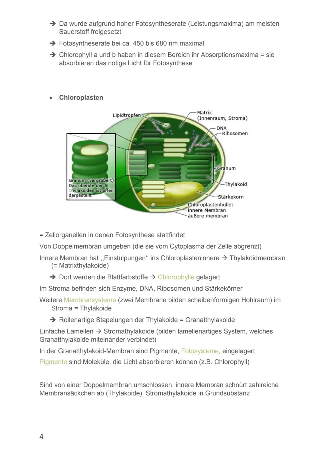 Von Alicia-Loreen Bitter

# Biologie Lernzettel

# Fotosynthese

- Ist der zentrale Stoffwechselvorgang der Erde, Voraussetzung für erdliche