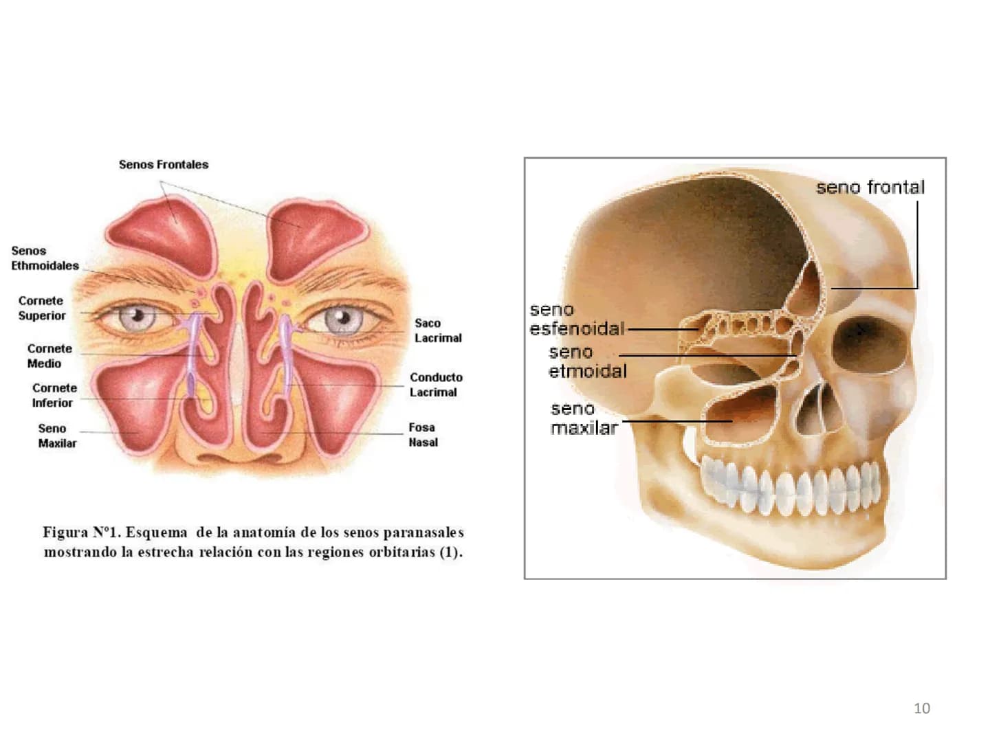 # APARATO RESPIRATORIO

ANATOMÍA APLICADA

1º BACHILLERATO

1 # APARATO RESPIRATORIO

El aparato respiratorio realiza las siguientes FUNCION