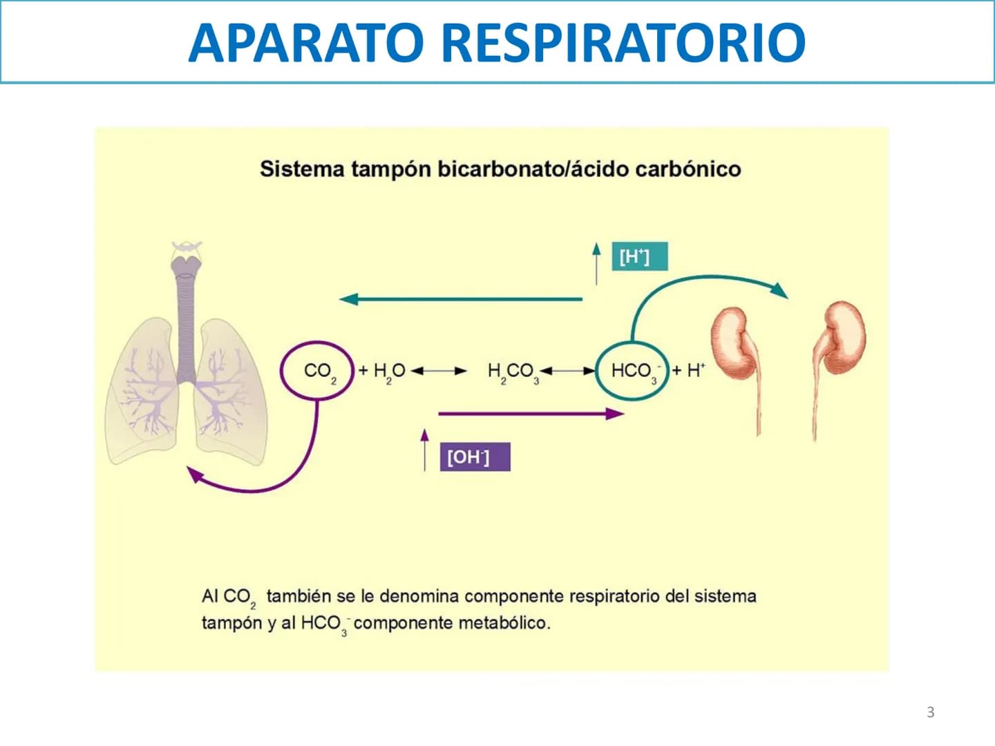 # APARATO RESPIRATORIO

ANATOMÍA APLICADA

1º BACHILLERATO

1 # APARATO RESPIRATORIO

El aparato respiratorio realiza las siguientes FUNCION