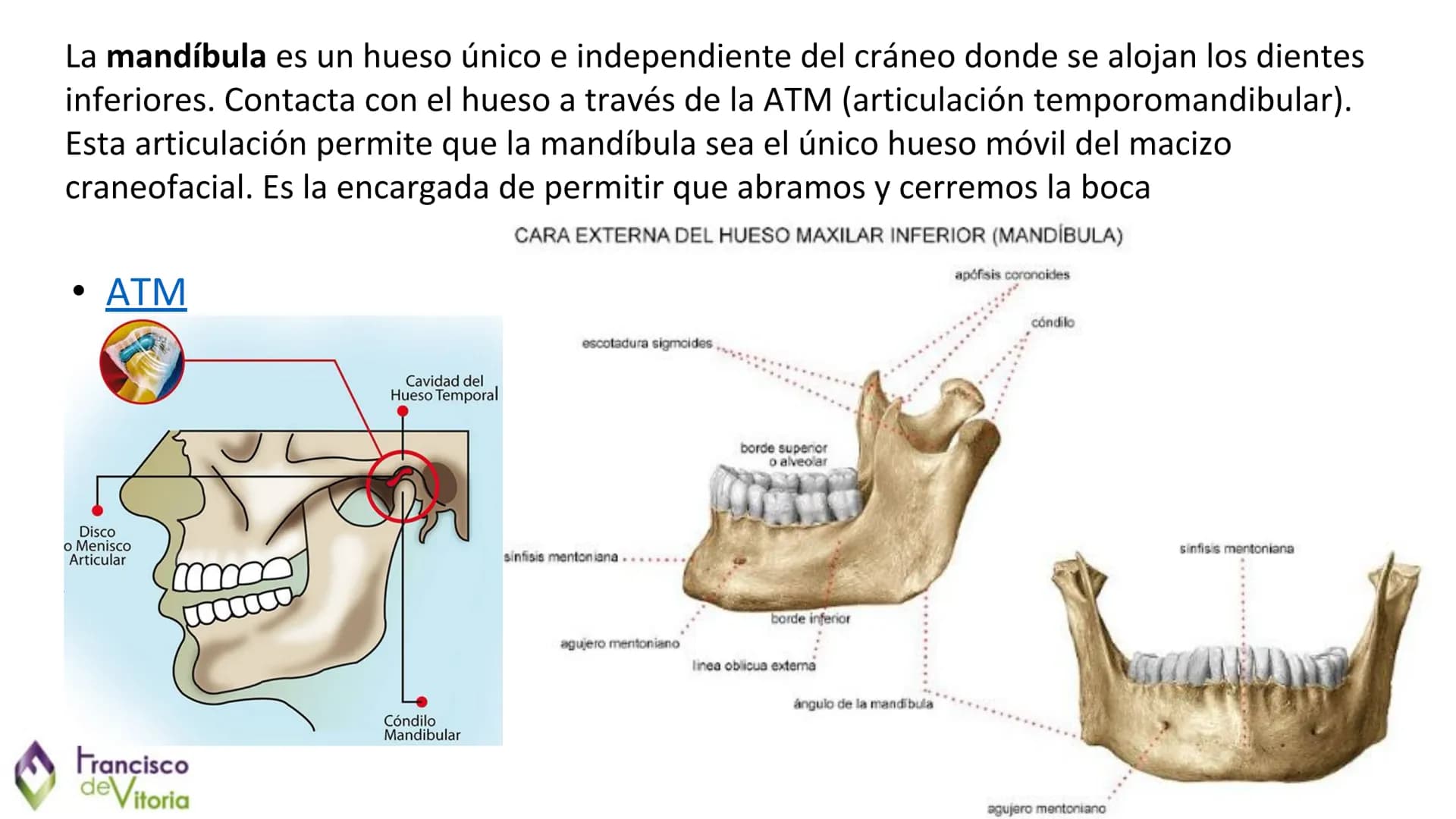 Francisco
deVitoria

Τ.Α.Ο.

+

UD.2: Anatomía y función de la
región bucofacial (I) Francisco
deVitoria

Anatomía de la región bucofacial

