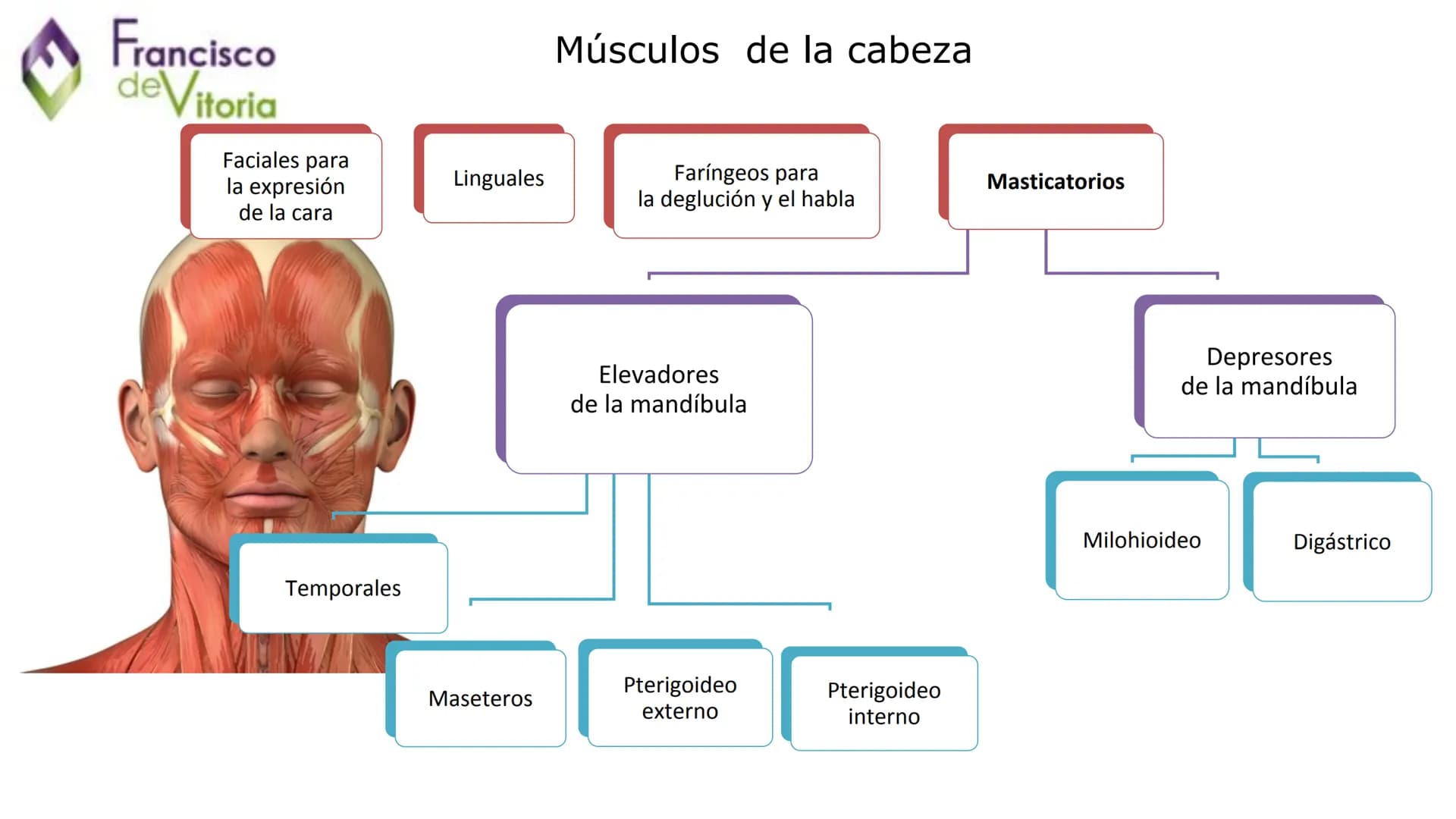 Francisco
deVitoria

Τ.Α.Ο.

+

UD.2: Anatomía y función de la
región bucofacial (I) Francisco
deVitoria

Anatomía de la región bucofacial

