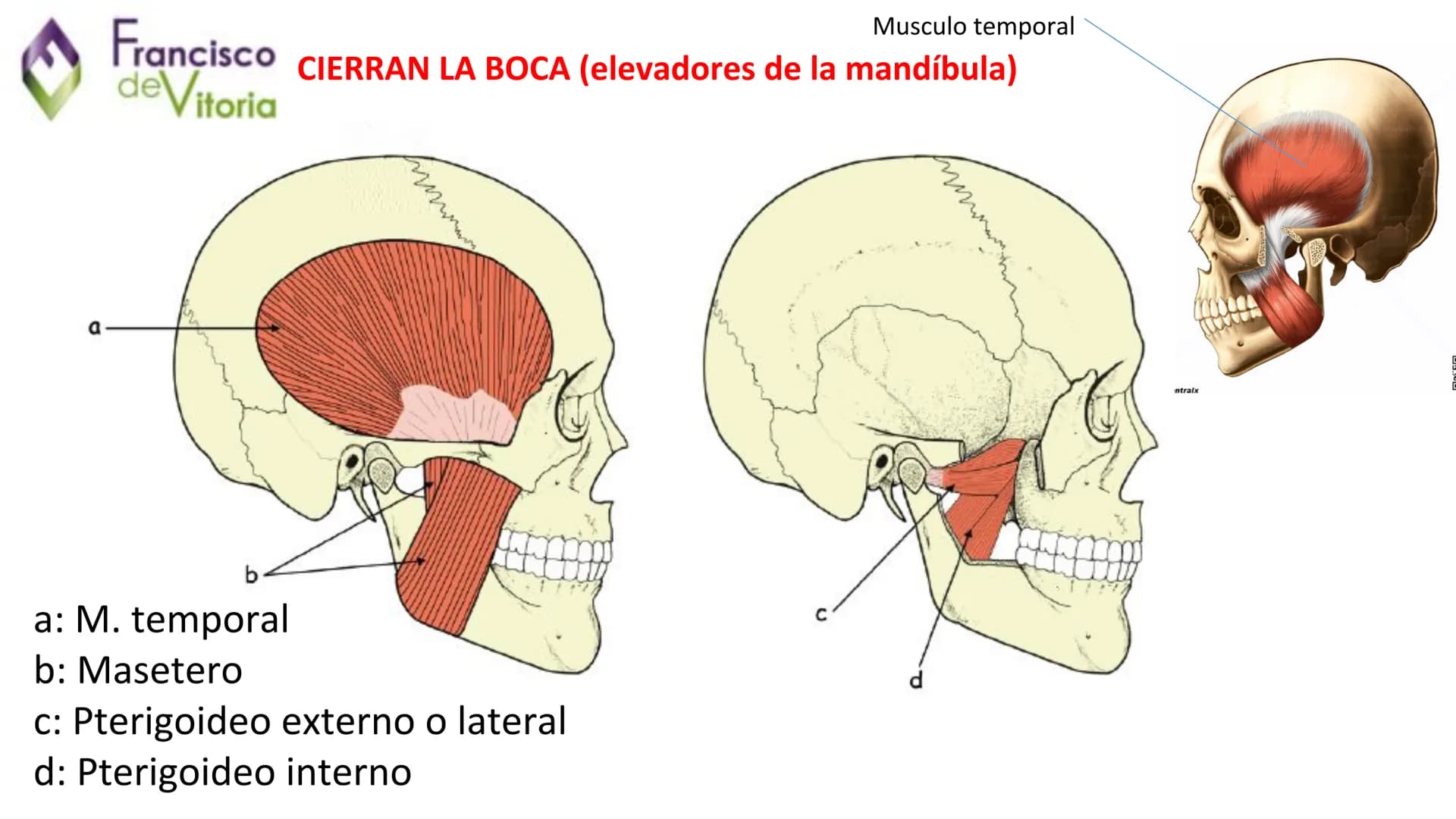 Francisco
deVitoria

Τ.Α.Ο.

+

UD.2: Anatomía y función de la
región bucofacial (I) Francisco
deVitoria

Anatomía de la región bucofacial

