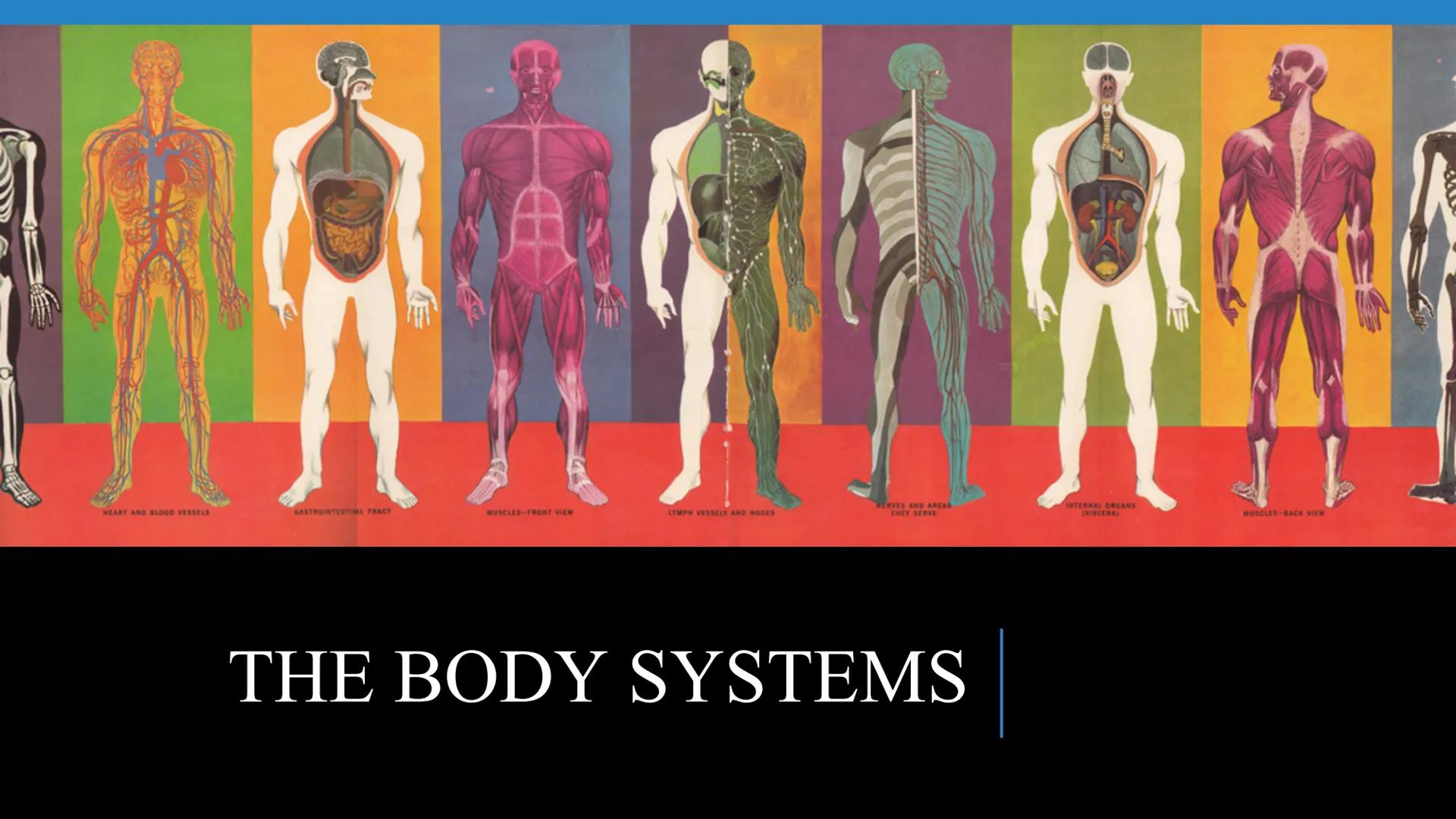 # THE HUMAN BODY | An Overview STOMACH
BRAIN
KIDNEYS
HUMAN
ORGANS
LUNGS
PANCREAS
INTESTINES
HEART
BLADDER
EYE
LIVER
TOOTH

WHAT ARE THE
BODY