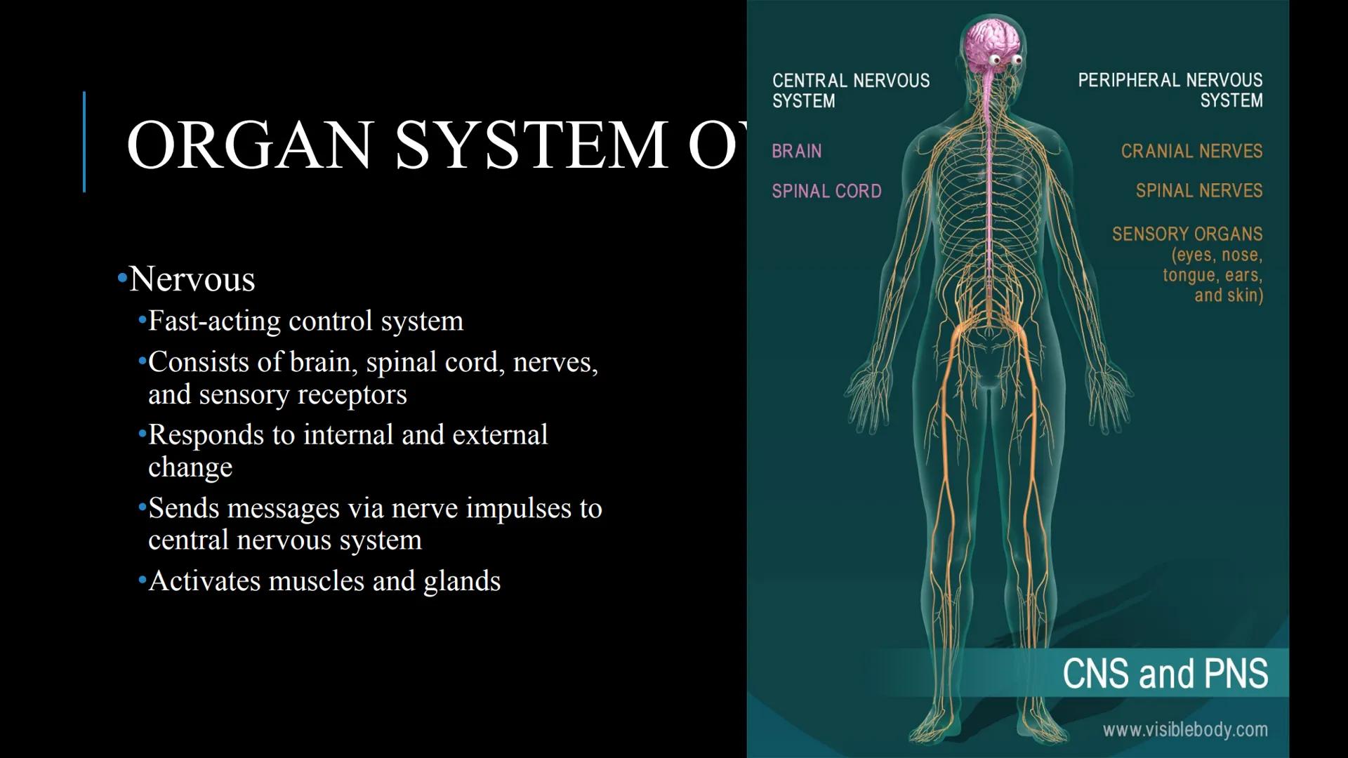 # THE HUMAN BODY | An Overview STOMACH
BRAIN
KIDNEYS
HUMAN
ORGANS
LUNGS
PANCREAS
INTESTINES
HEART
BLADDER
EYE
LIVER
TOOTH

WHAT ARE THE
BODY