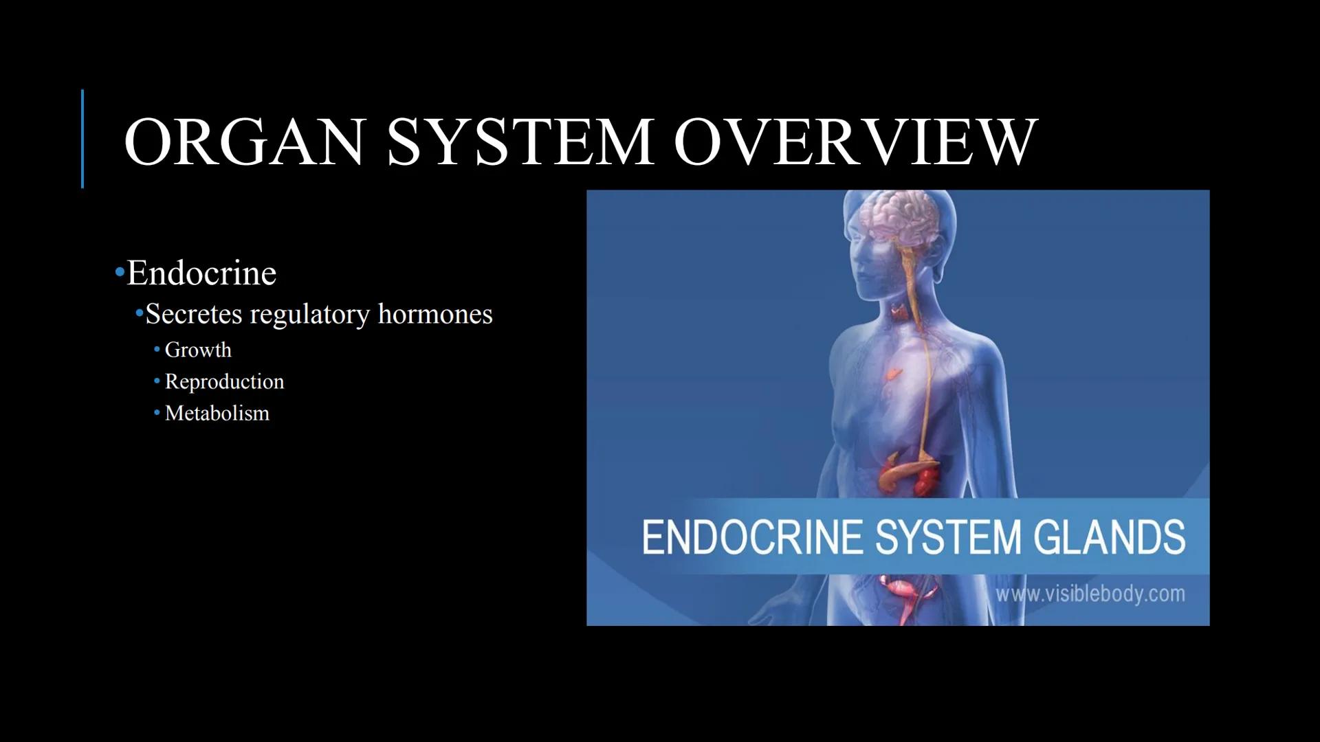 # THE HUMAN BODY | An Overview STOMACH
BRAIN
KIDNEYS
HUMAN
ORGANS
LUNGS
PANCREAS
INTESTINES
HEART
BLADDER
EYE
LIVER
TOOTH

WHAT ARE THE
BODY