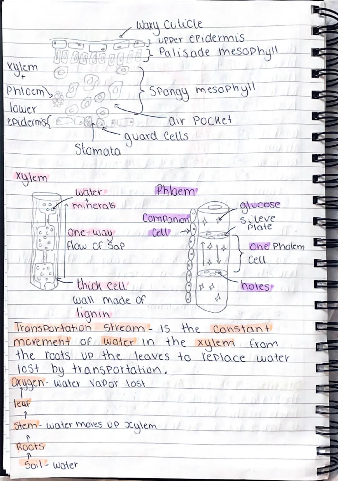 b
101
0
gy
B1-Cells and organisation.
Animal Cell
১০
mitochondria- where aerobic
respiration happens (releases
energy for the cells)
Cell me
