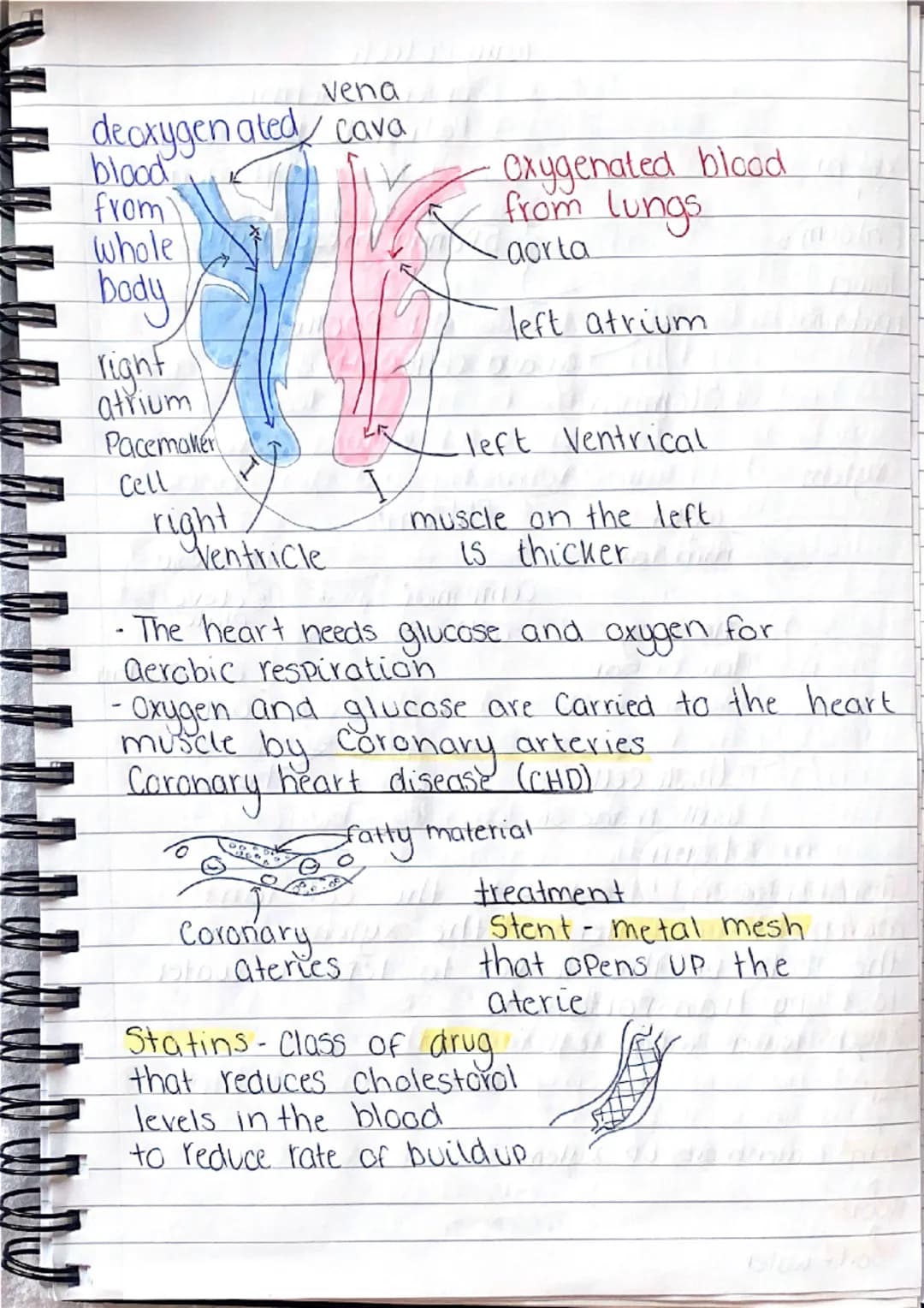 b
101
0
gy
B1-Cells and organisation.
Animal Cell
১০
mitochondria- where aerobic
respiration happens (releases
energy for the cells)
Cell me