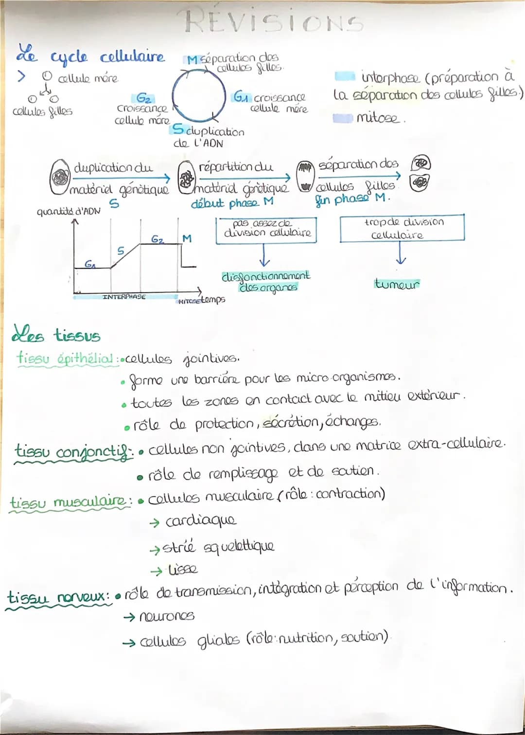 # REVISIONS

Le cycle cellulaire
> cellule mére

&

00
cellules filles

G2
Croissance
cellub more

M séparation dos
cellulos filles.

Ga cro