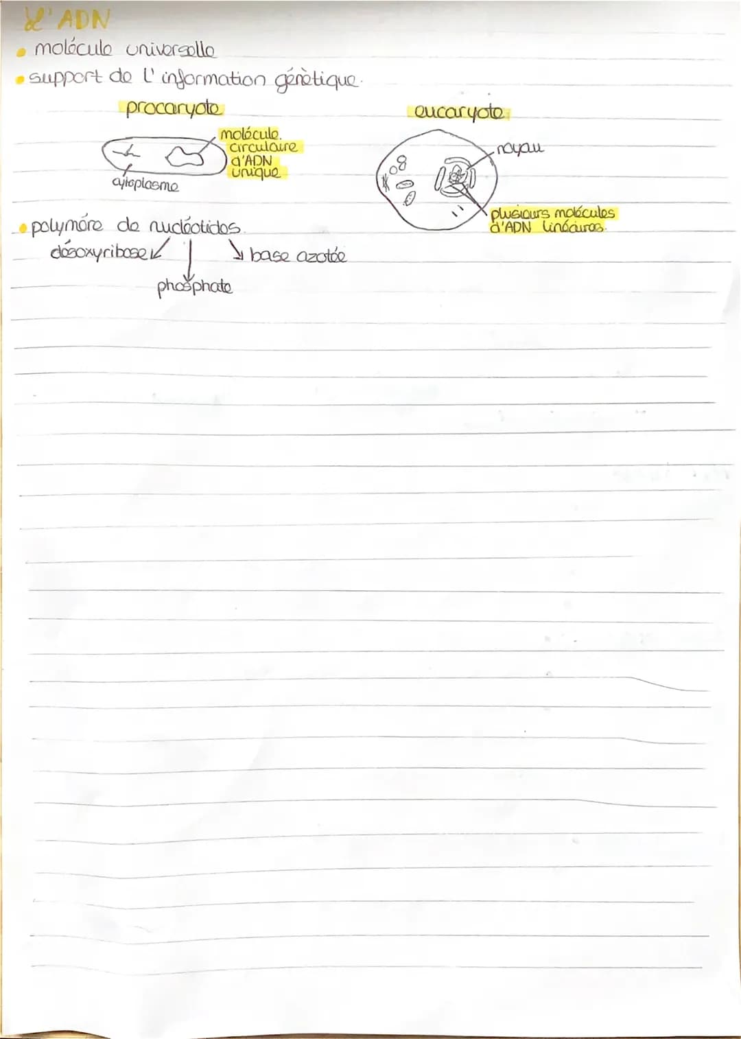 # REVISIONS

Le cycle cellulaire
> cellule mére

&

00
cellules filles

G2
Croissance
cellub more

M séparation dos
cellulos filles.

Ga cro