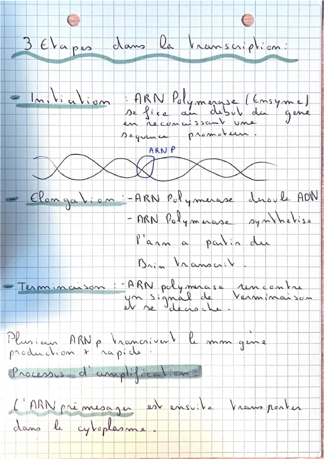 SVT:

De P'ADN
aux
Proveine:

Ou se nove velle ADN?

ARN = A.Ribo.N
ADN = A. Desoxyribo.N

Noyan
ARN+ADN
Membrane plasmique

Paroi

ARN
cyto