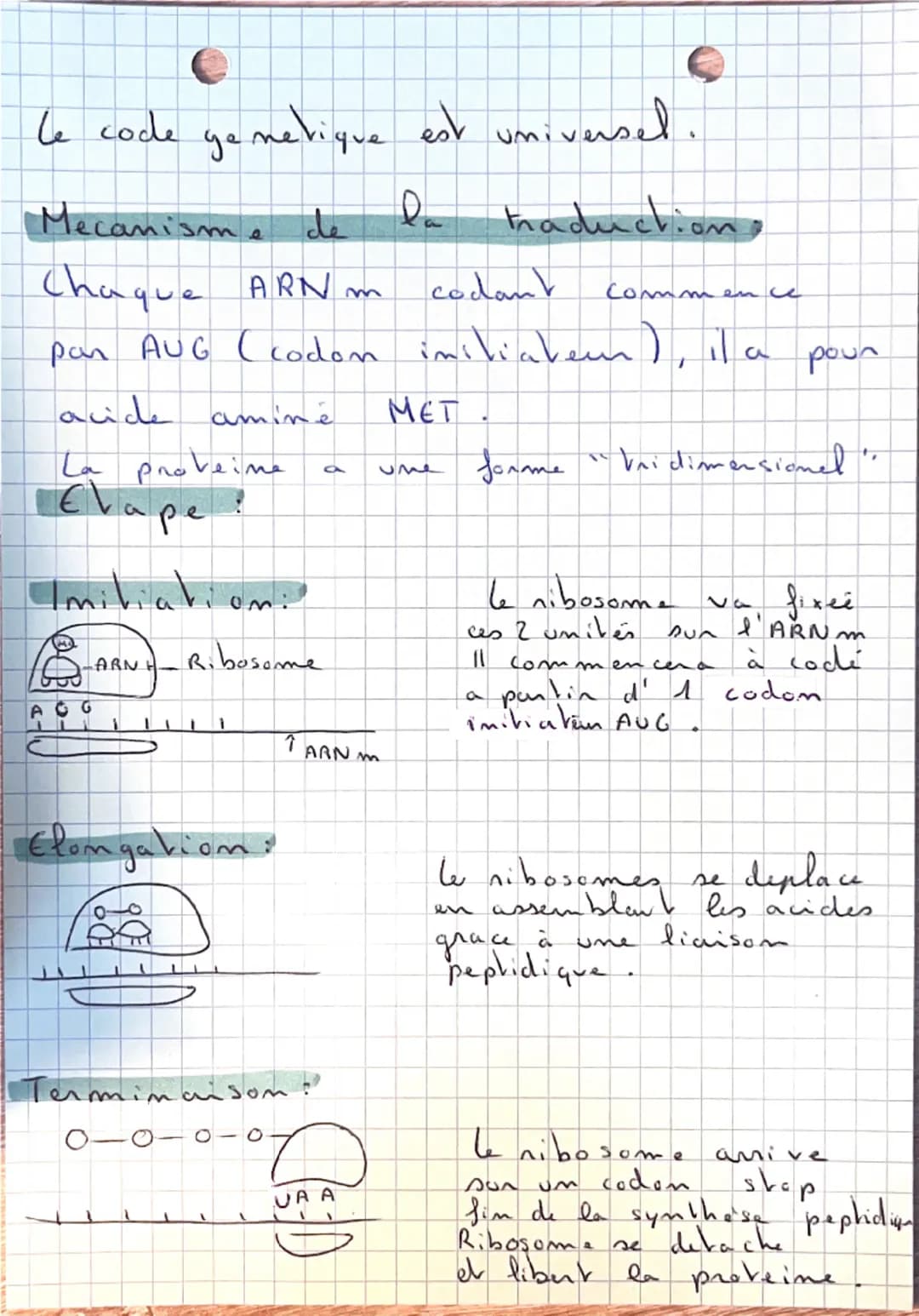 SVT:

De P'ADN
aux
Proveine:

Ou se nove velle ADN?

ARN = A.Ribo.N
ADN = A. Desoxyribo.N

Noyan
ARN+ADN
Membrane plasmique

Paroi

ARN
cyto