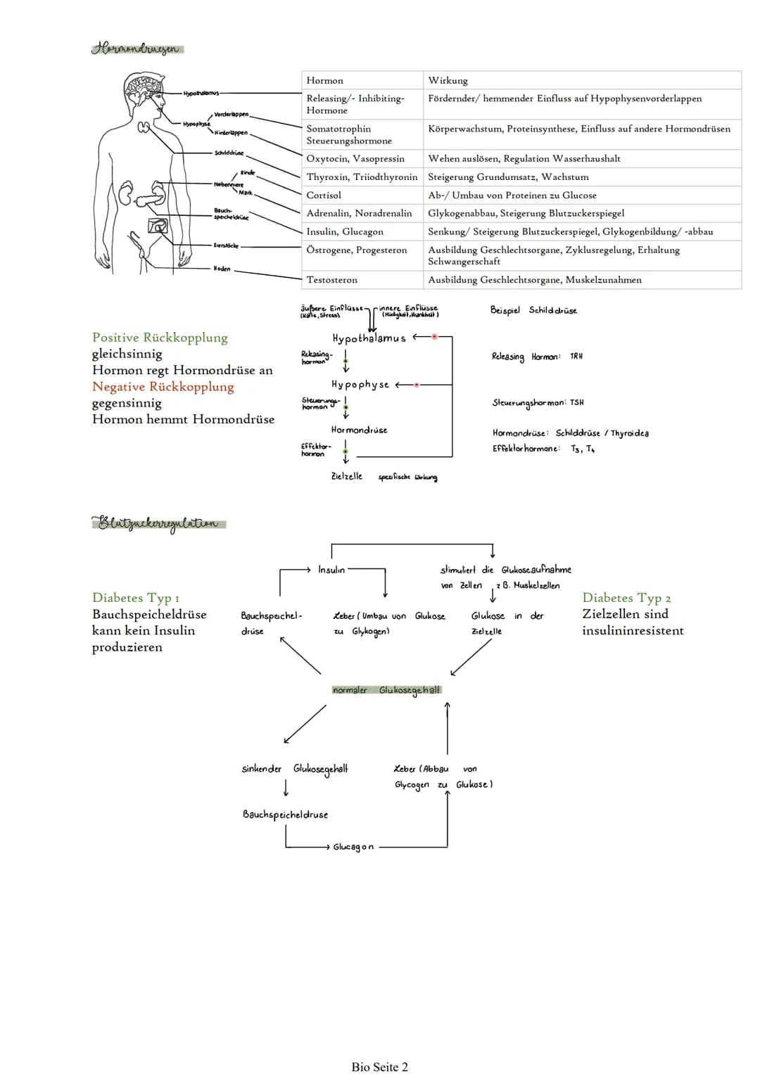# Hormone

Eintalung

Steroidhormone: lipophil; z.B. Cortisol, Östrogen, Testosteron

Peptidhormone: hydrophil; Ketten bis zu 200 Aminosäure