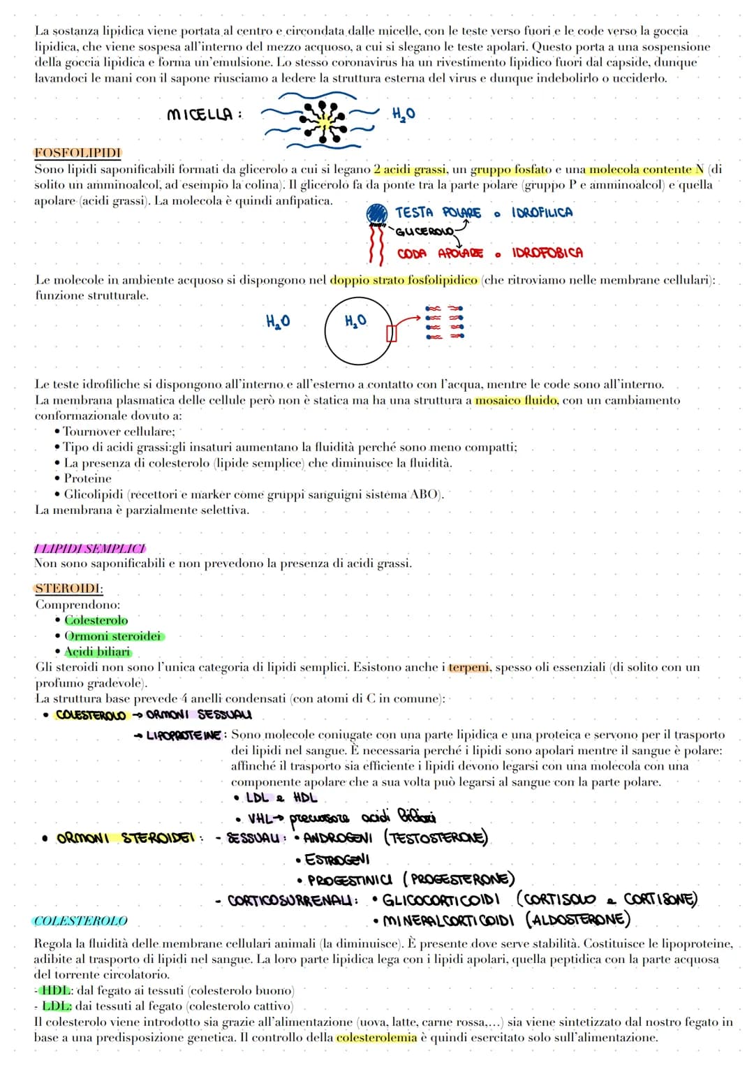 # LE BIOMOLECOLE

Le biomolecole vengono sintetizzate, utilizzate e costituiscono i viventi. Carboidrati, proteine e acidi nucleici sono dei