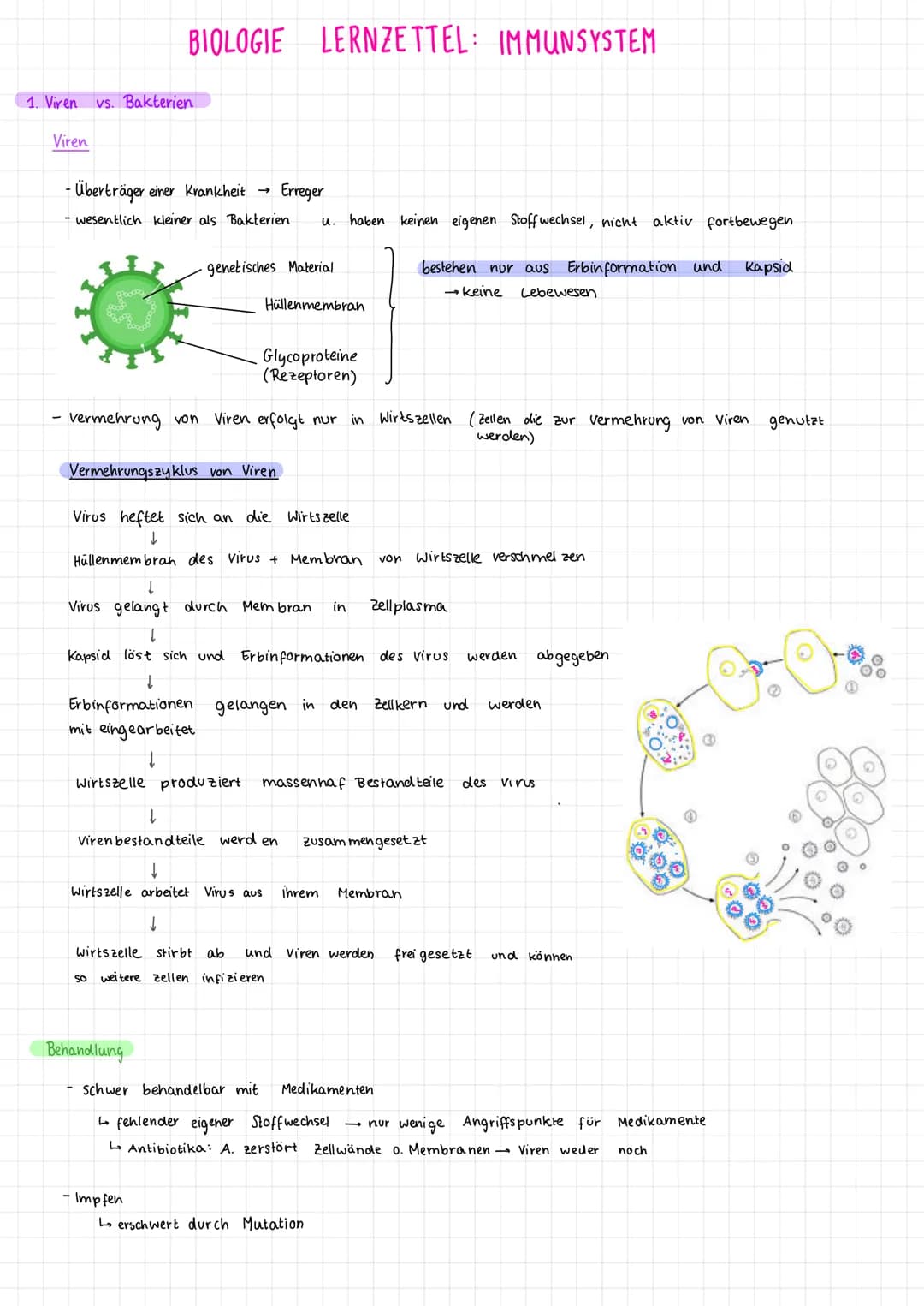 # BIOLOGIE LERNZETTEL: IMMUNSYSTEM

1. Viren vs. Bakterien

Viren

- Überträger einer Krankheit Erreger
- wesentlich kleiner als Bakterien u