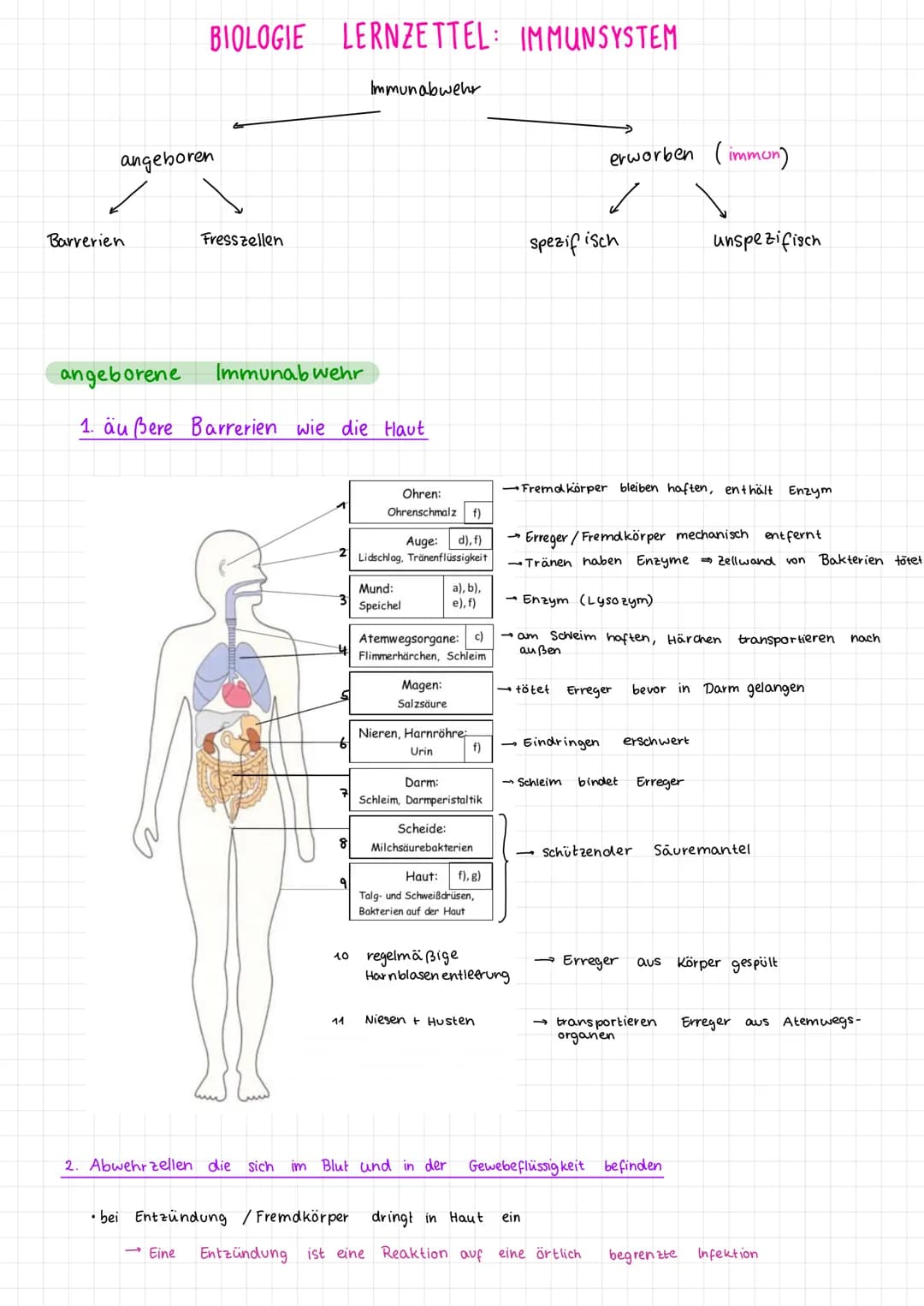 # BIOLOGIE LERNZETTEL: IMMUNSYSTEM

1. Viren vs. Bakterien

Viren

- Überträger einer Krankheit Erreger
- wesentlich kleiner als Bakterien u